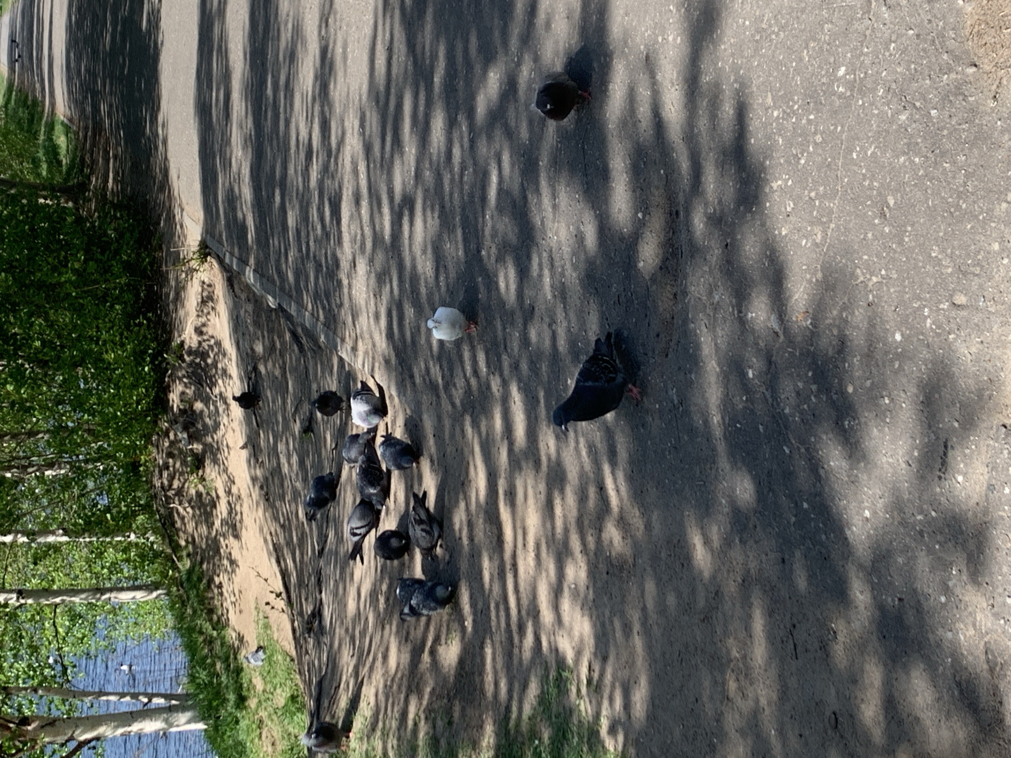 The image shows a paved area with shadows from trees and a group of pigeons. A small body of water is visible to the left, next to some trees. The scene appears to be a park in Severodvinsk, Russia.