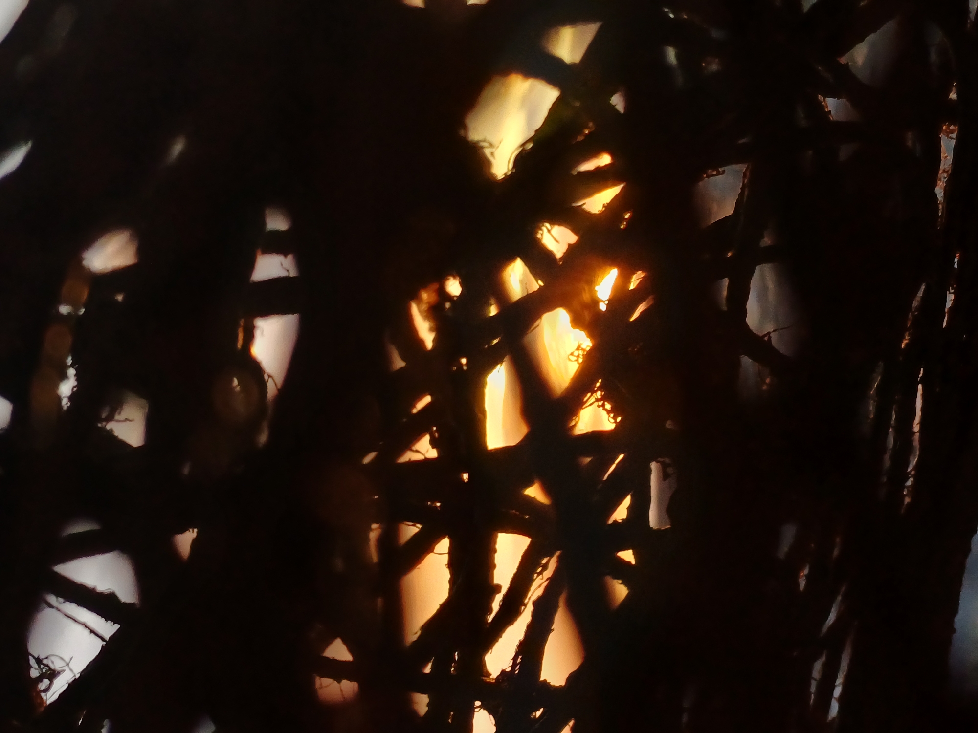 This is a close-up, silhouette shot of tangled branches or vines against a sunset sky. The foreground is dominated by dark, organic shapes of the branches, which are out of focus and create a cage-like effect. Through the gaps in the branches, a bright orange and yellow sunset is visible, with hints of clouds. The light from the sunset creates a warm glow, illuminating some of the details within the branch structure. The overall impression is dramatic and atmospheric, with the natural elements creating a striking contrast with the vibrant sky. The location is Unknown, Unknown.