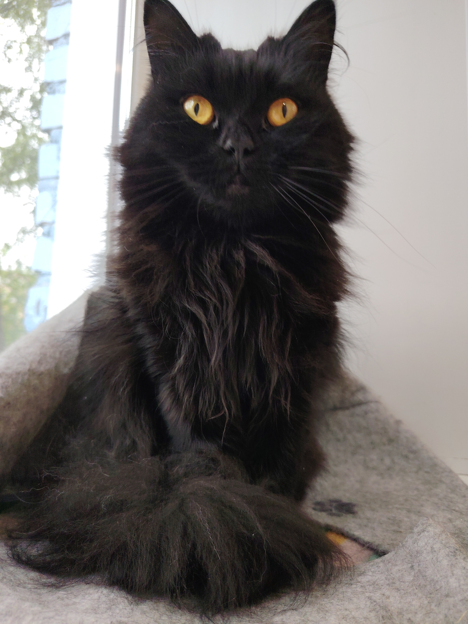 A long-haired black cat with striking yellow eyes sits upright, its tail curled around its body, on a gray, felt-like surface, possibly a bed or mat. The background includes a window with a view of foliage and a building, suggesting an indoor setting.