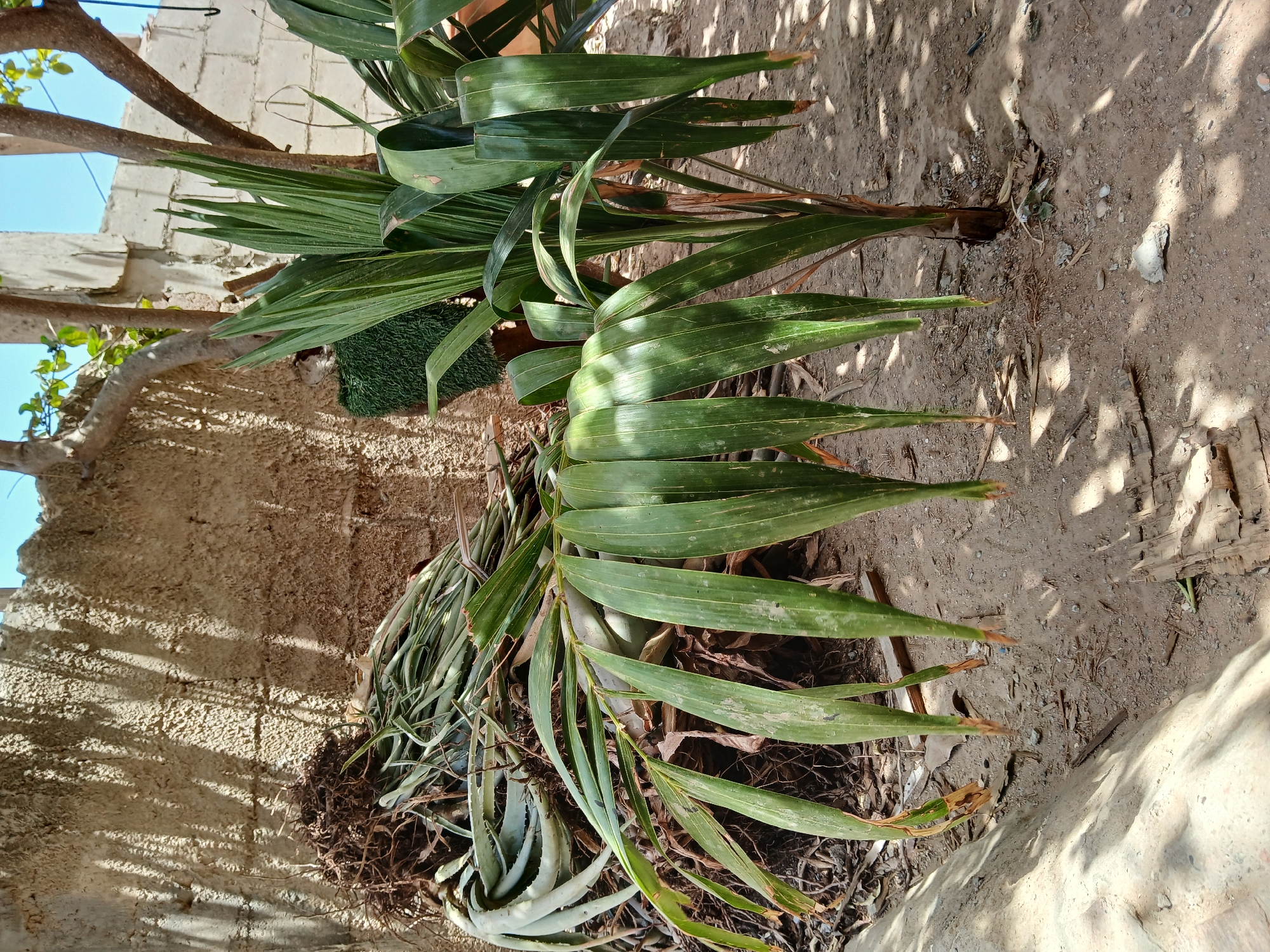 The image shows a collection of discarded plants and plant debris on a dirt surface. Several palm fronds are visible, some green and healthy, others brown and decaying. Aloe vera plants are also present, their fleshy leaves scattered among the debris. A section of a concrete wall is visible in the background, along with a tree branch and a glimpse of a blue sky. The scene is partially shaded, with dappled sunlight filtering through the trees. There are no people visible in the image. The location is identified as Juan Griego, Venezuela, but there is no specific information in the image to confirm this.