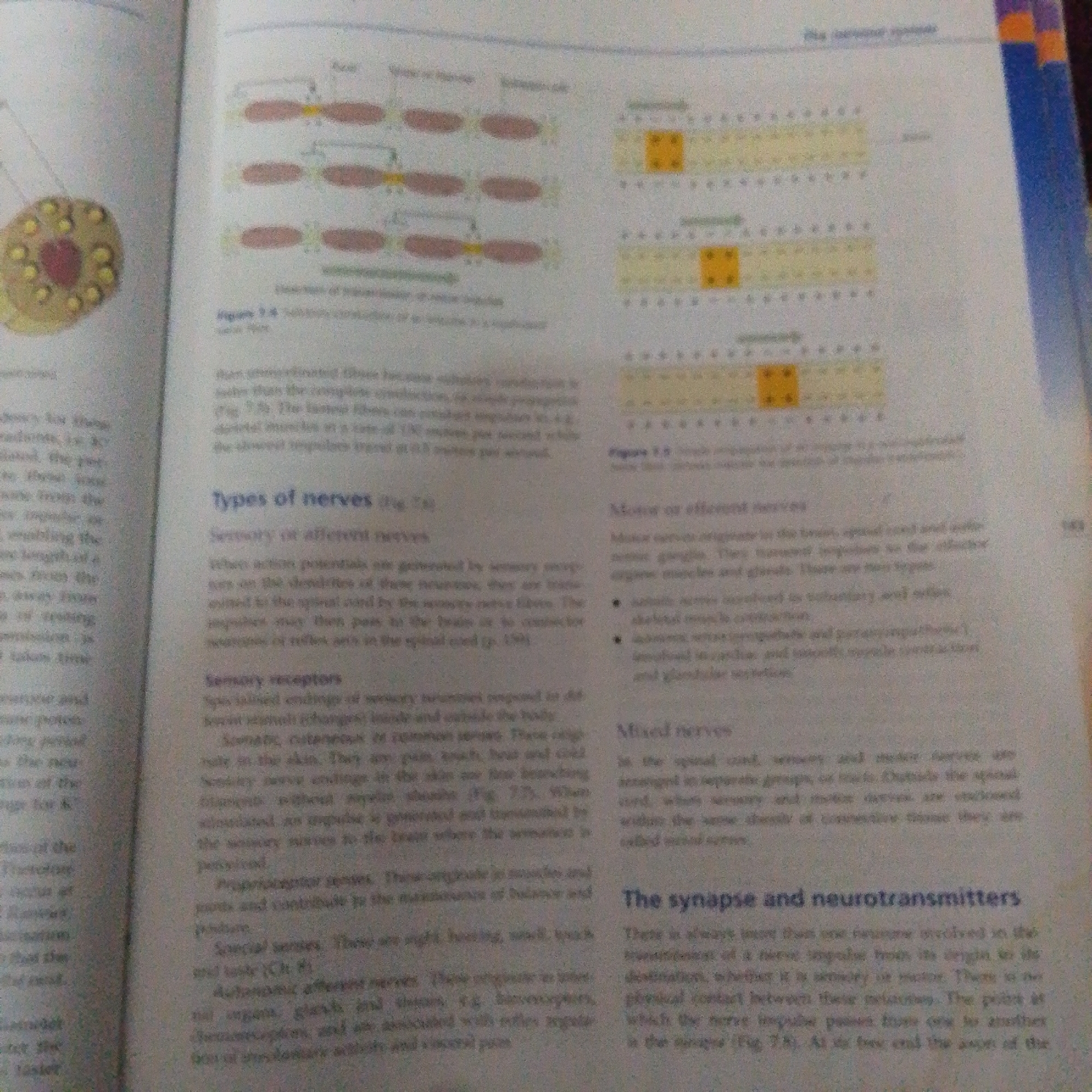 The image displays a page from a textbook discussing the nervous system. The page includes several diagrams and text. On the left side, there is a diagram illustrating a neuron, possibly showing its structure or function. The text on the left discusses the length of nerve fibers and the speed of impulse transmission. The right side of the page focuses on "Types of nerves," categorizing them into sensory or afferent nerves, motor or efferent nerves, and mixed nerves. It also touches upon sensory receptors and the synapse and neurotransmitters. The text explains how these nerves function and their roles in the body. There are no people or indications of a specific location in Jalingo, Nigeria, present in this image.