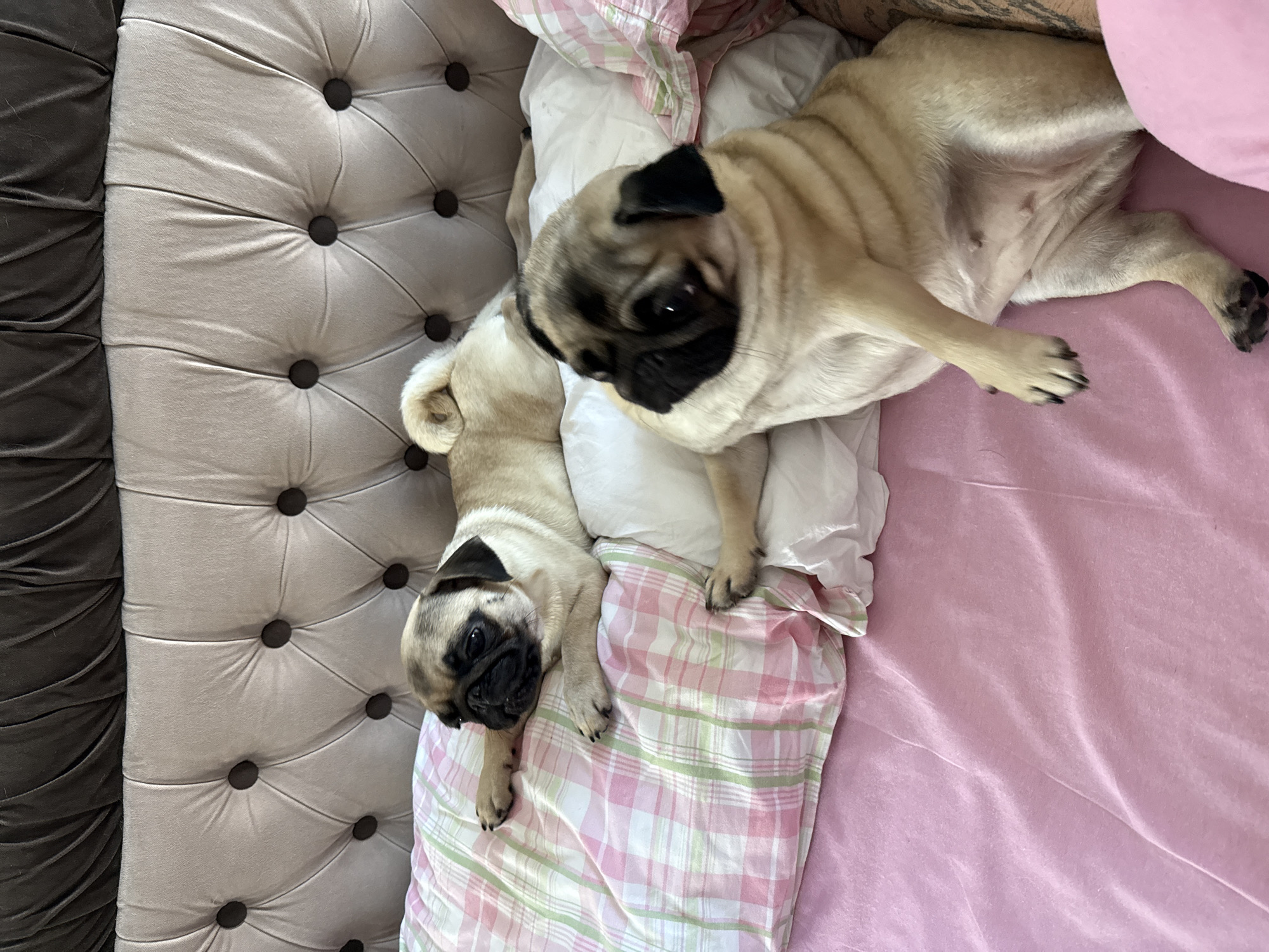 Two fawn-colored pug dogs are lying on a pink sheet-covered bed. The dog in the foreground is sitting up and looking directly at the camera, with its right paw extended. The other dog is lying down on a pillow with a pink and green checkered pattern, facing away from the camera. The bed has a tufted headboard in a light beige color with dark buttons, and a dark brown fabric piece at the very top. The overall environment appears to be a bedroom.