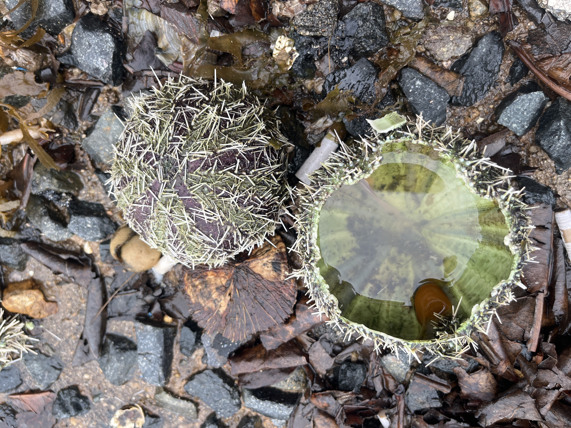 The image depicts two sea urchins on a rocky shore. One urchin is intact, covered in spines. The other is broken open, filled with water and a brown object. The surrounding environment consists of wet rocks, seaweed, and debris. The location appears to be a beach or intertidal zone. There are no people visible.