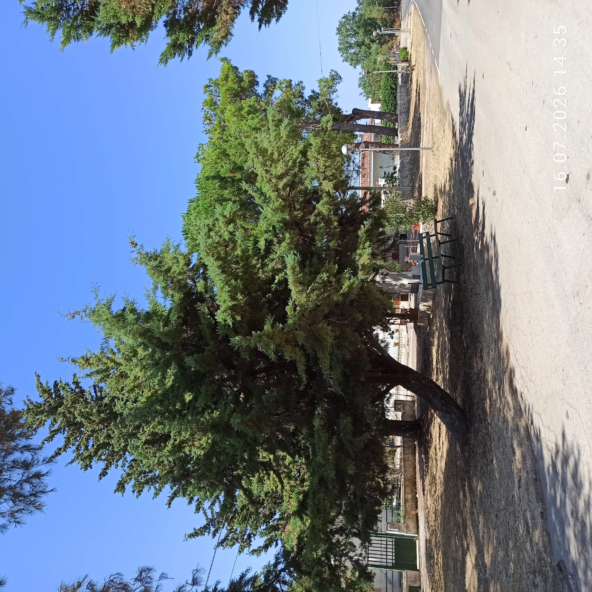 In Grumo Appula, Italy, on July 16, 2026, at 14:35, a scene unfolds beneath a clear blue sky, characterized by lush greenery and a paved road. Dominating the foreground is a large, mature cypress tree, its trunk arching dramatically to the left, with its branches casting dappled shadows across dry, light-brown ground cover. To the right of the tree, a simple, dark green wooden bench with two sections is positioned on the ground.
Behind the bench, a low stone wall runs horizontally, with a green metal gate visible to the far left. Beyond the wall, a white building with a terracotta-tiled roof is partially obscured by trees. Further in the background, a paved road curves to the right, bordered by more trees and occasional streetlights. The overall environment suggests a tranquil, semi-rural setting within the town.