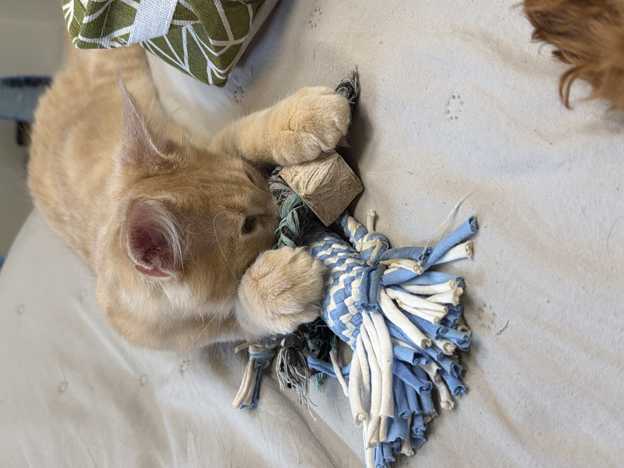 An orange tabby kitten is playing with a blue and white tassel toy on a light beige, textured surface, possibly a blanket or bedspread. The kitten is lying down, with its paws wrapped around the toy, its face partially obscured as it chews on it. A green and white patterned object, likely a pillow or gift box, is visible to the right of the kitten. The surface appears to have small, faded imprints of paw prints. In the lower right corner, a blurry view of another animal's fur, reddish-brown in color, is visible, suggesting the presence of another pet. The lighting is soft and diffused. There is no indication of a specific location in Sofia, Bulgaria.