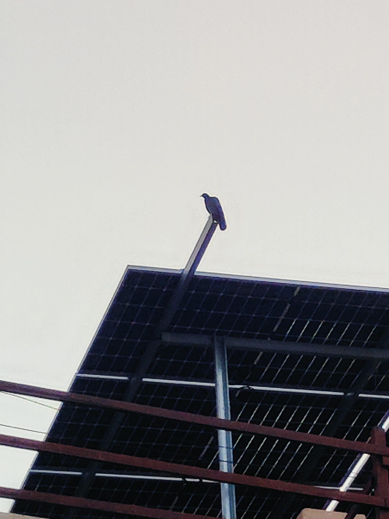 A single bird, silhouetted against an overcast sky, perches on a metal pole that extends upwards from a structure supporting solar panels. The solar panels are dark and arranged in a grid pattern on a dark, metallic frame. The scene appears to be outdoors, possibly on a rooftop, with a hint of reddish-brown structural elements in the foreground. The image quality is somewhat grainy. The scene is located in Gurgaon, India.