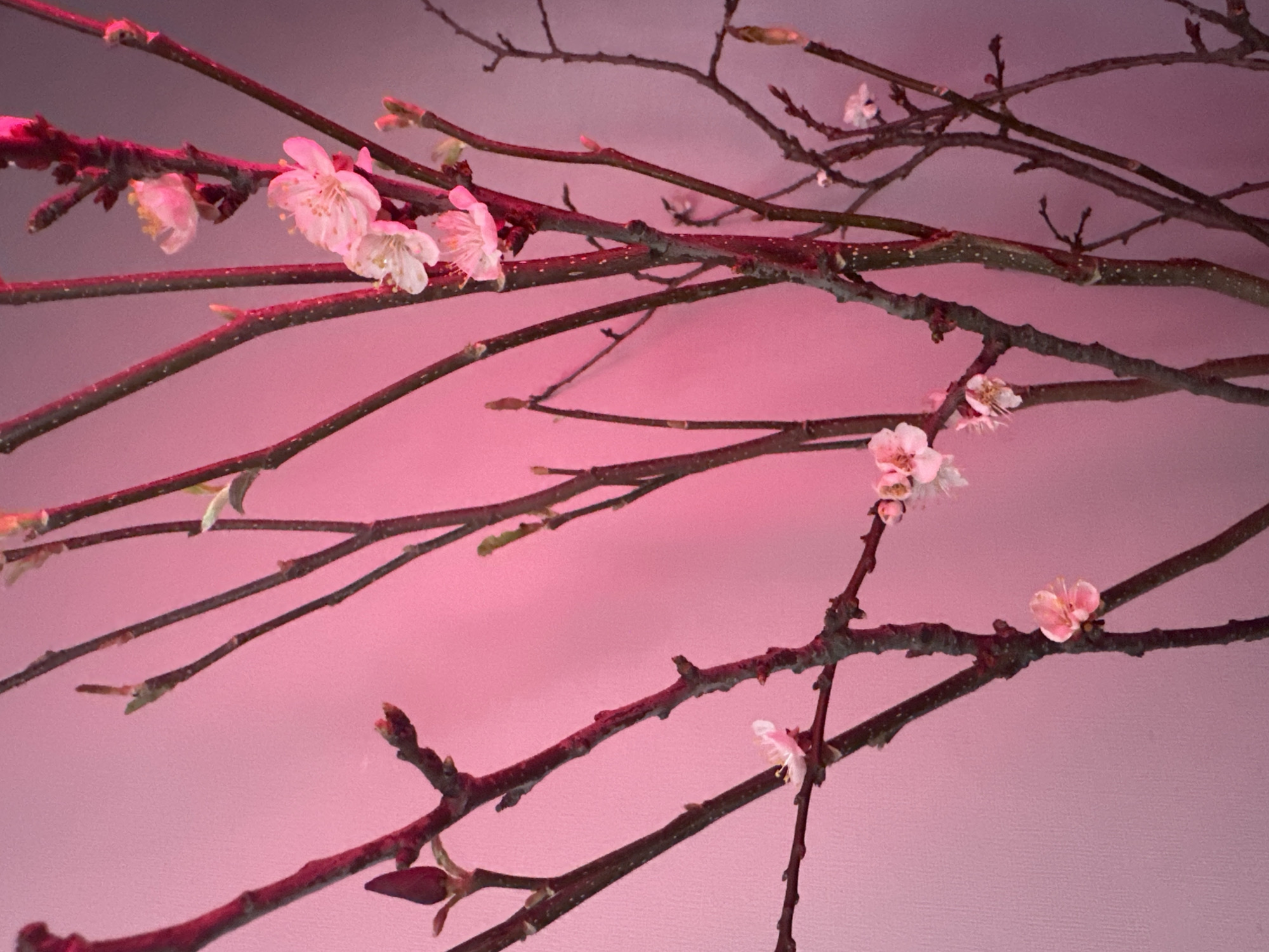 A close-up image, set in the city of Kazan, Russia, displays a collection of bare tree branches illuminated by a strong pink/magenta light. Numerous dark reddish-brown branches of varying thicknesses occupy the frame, many featuring small, light pink to white blossoms with visible stamens, alongside undeveloped buds. The branches exhibit a textured surface with small, lighter-colored lenticels. The background is a uniform, plain pink wall or screen, intensely saturated by the artificial lighting. No individuals or additional objects are present.