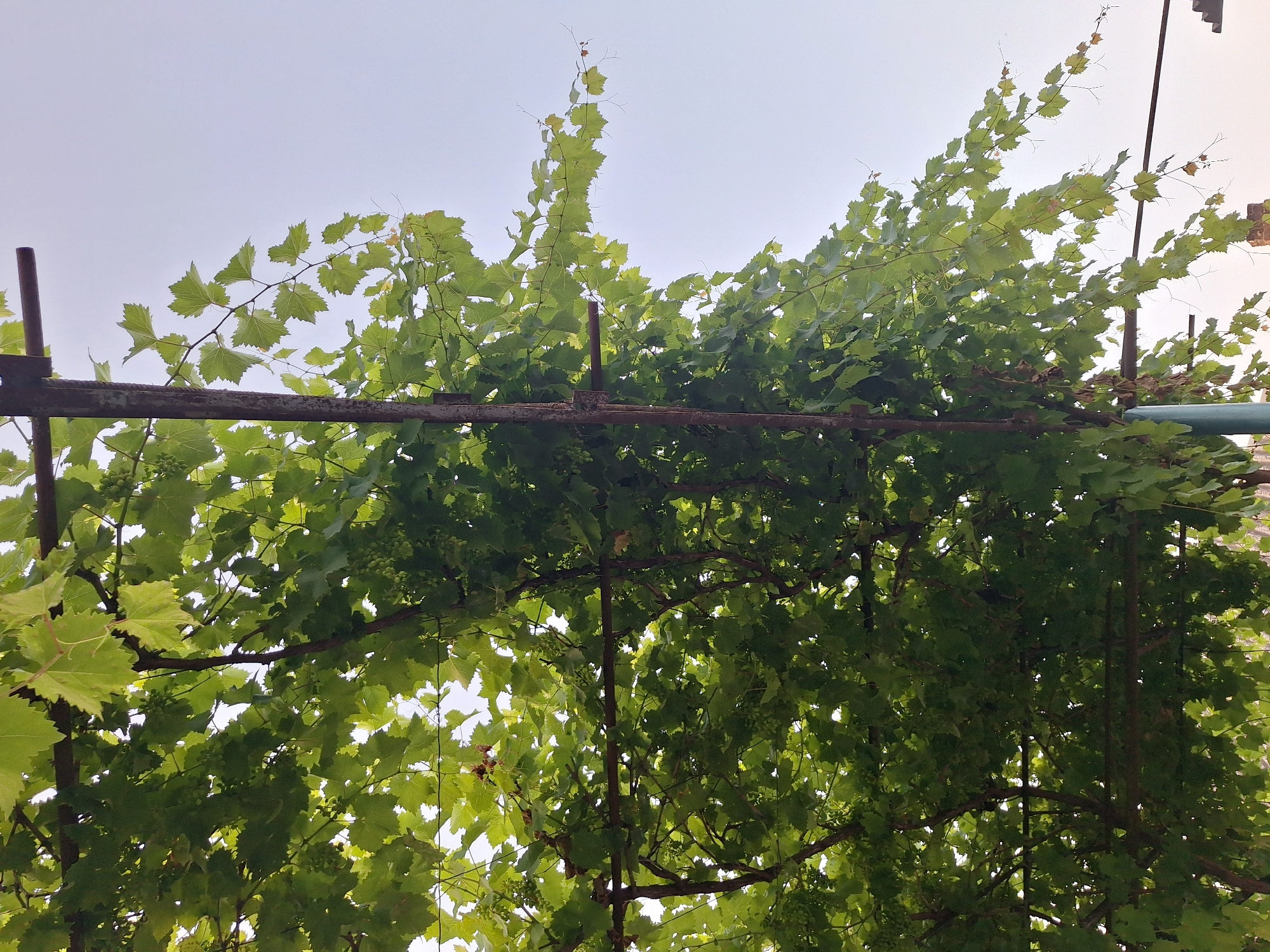 The image depicts a close-up, low-angle view of a grape arbor covered with lush green leaves and some small clusters of green grapes. The arbor is supported by rustic, dark metal poles and horizontal beams, suggesting an outdoor setting, possibly a garden or backyard. The sky is a pale, washed-out blue, indicating either early morning or late afternoon light, or possibly an overcast day. The lighting casts dappled shadows through the dense foliage. There are no people or animals visible in the frame. The scene appears to be located in Nabran, Azerbaijan, a coastal city known for its natural beauty and agricultural activities, including viticulture. The overall impression is one of natural growth and a slightly aged, weathered structure providing support.