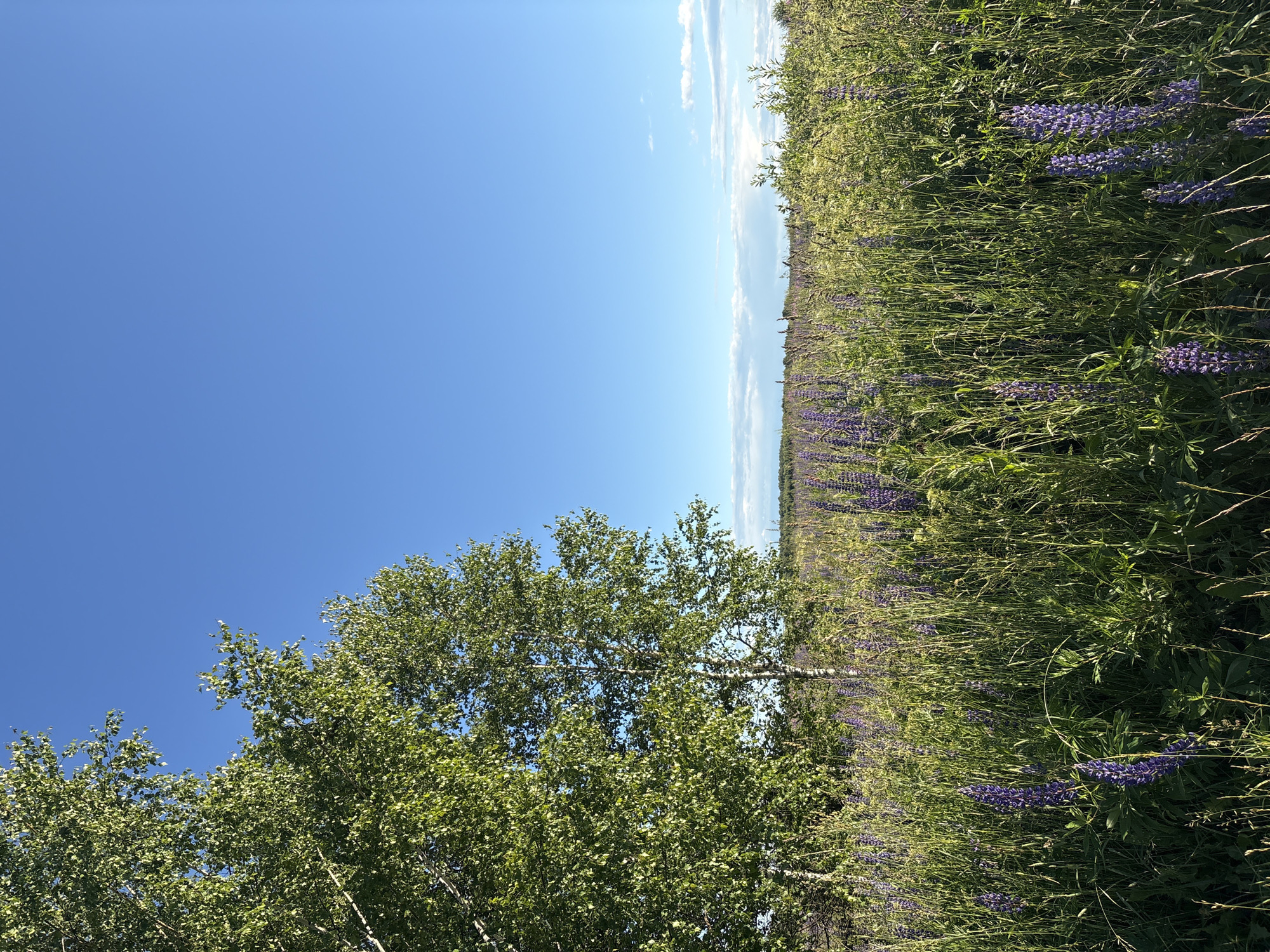 This media file displays a beautiful natural scene featuring a field of purple lupine flowers under a clear blue sky with scattered white clouds. In the foreground, lush green foliage and a tree with light-colored bark are visible, with its leaves catching the sunlight. The lupine field stretches into the distance, creating a vibrant carpet of purple and green. The time of day appears to be daytime, with bright sunlight illuminating the scene, suggesting a warm and pleasant weather. The location, Островское, Russia, hints at a rural or natural setting, likely during the summer months when lupines are in bloom. No people, objects, or text are visible in the image. The overall mood is serene and picturesque, capturing the essence of a blooming meadow on a sunny day.