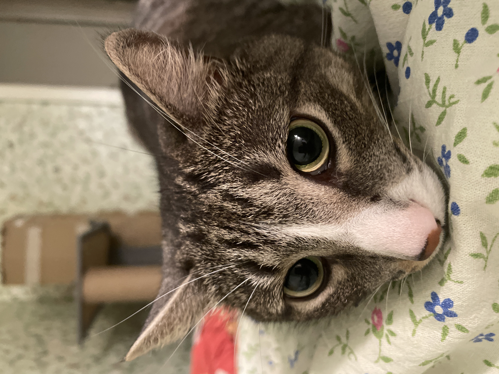 A close-up, eye-level shot shows the face of a grey tabby cat lying on a floral-patterned blanket. The cat's head is angled slightly downwards, with its eyes looking directly at the camera. The cat has green eyes with black pupils and white whiskers that extend outwards. Its fur is a mix of grey, black, and white, with distinctive tabby markings on its forehead and cheeks. The pink nose of the cat is visible, along with its white muzzle. In the background, a blurry cat tree is visible. The blanket is light-colored with a delicate pattern of small blue and pink flowers and green leaves. The lighting is dim, creating a soft and intimate atmosphere.