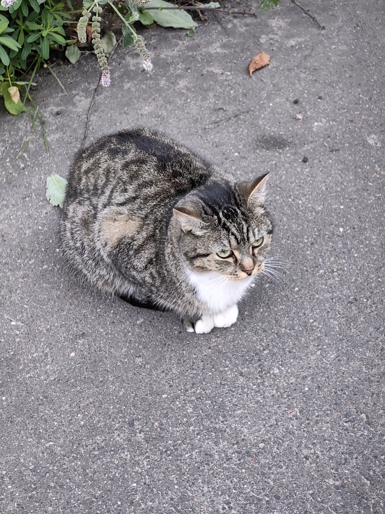 A tabby cat with white paws and chest is sitting on a grey asphalt surface. The cat is looking to the right with green eyes. In the upper left corner of the image, there are green plants and a few small light purple flowers. There is a small brown leaf on the asphalt to the right of the cat. The scene appears to be an outdoor area, possibly a sidewalk or pathway in the city of Myadzyel, Belarus.