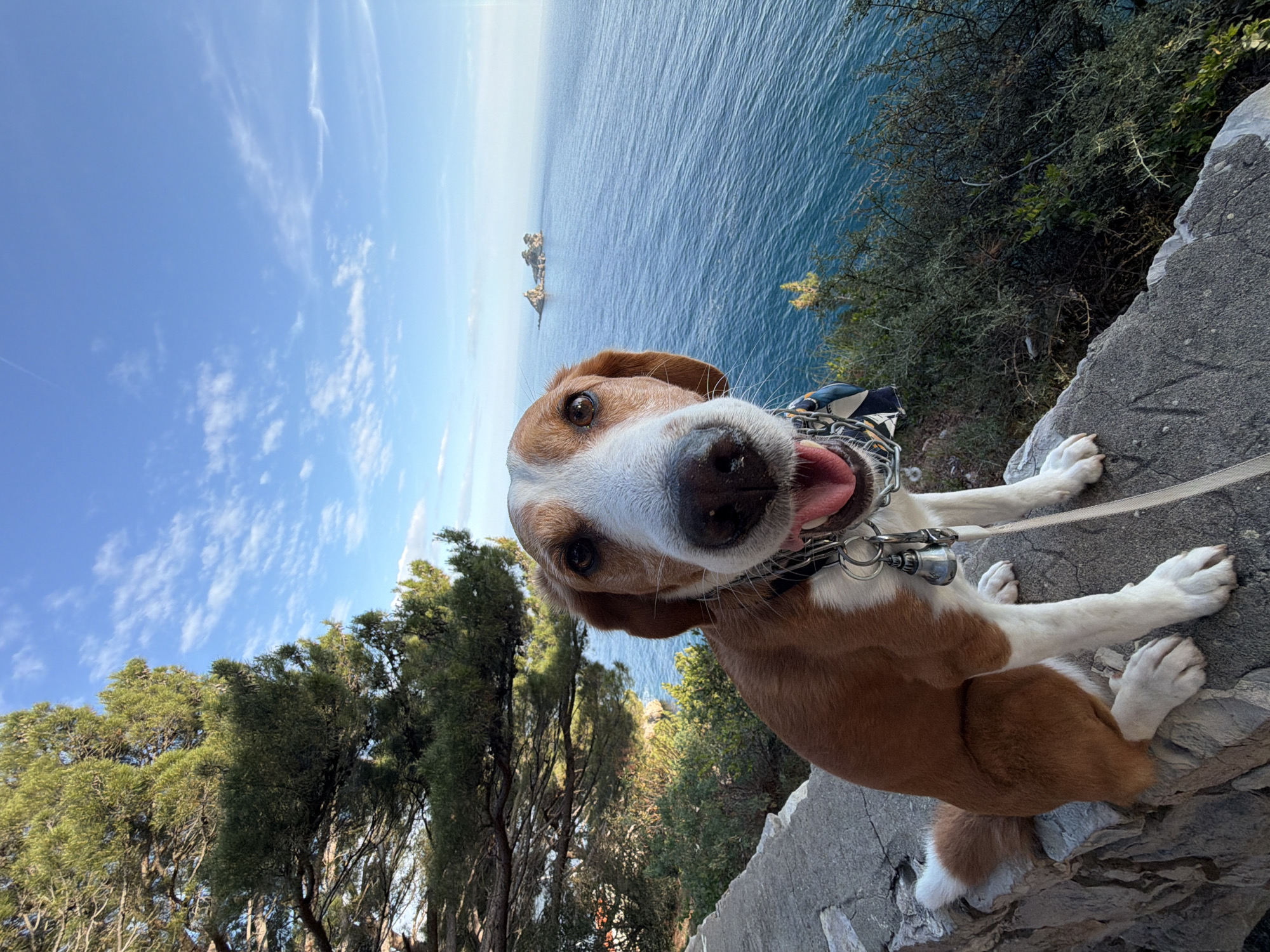 A dog, predominantly brown and white, sits on a gray stone wall. The dog's pink tongue is visible. The dog is wearing a metal collar and is leashed. Below the wall is greenery, with trees visible. Beyond the greenery is a body of water, light blue in color. Two rock formations are visible in the water. The sky above is blue with scattered white clouds. The location is Petrovac na Moru, Montenegro.