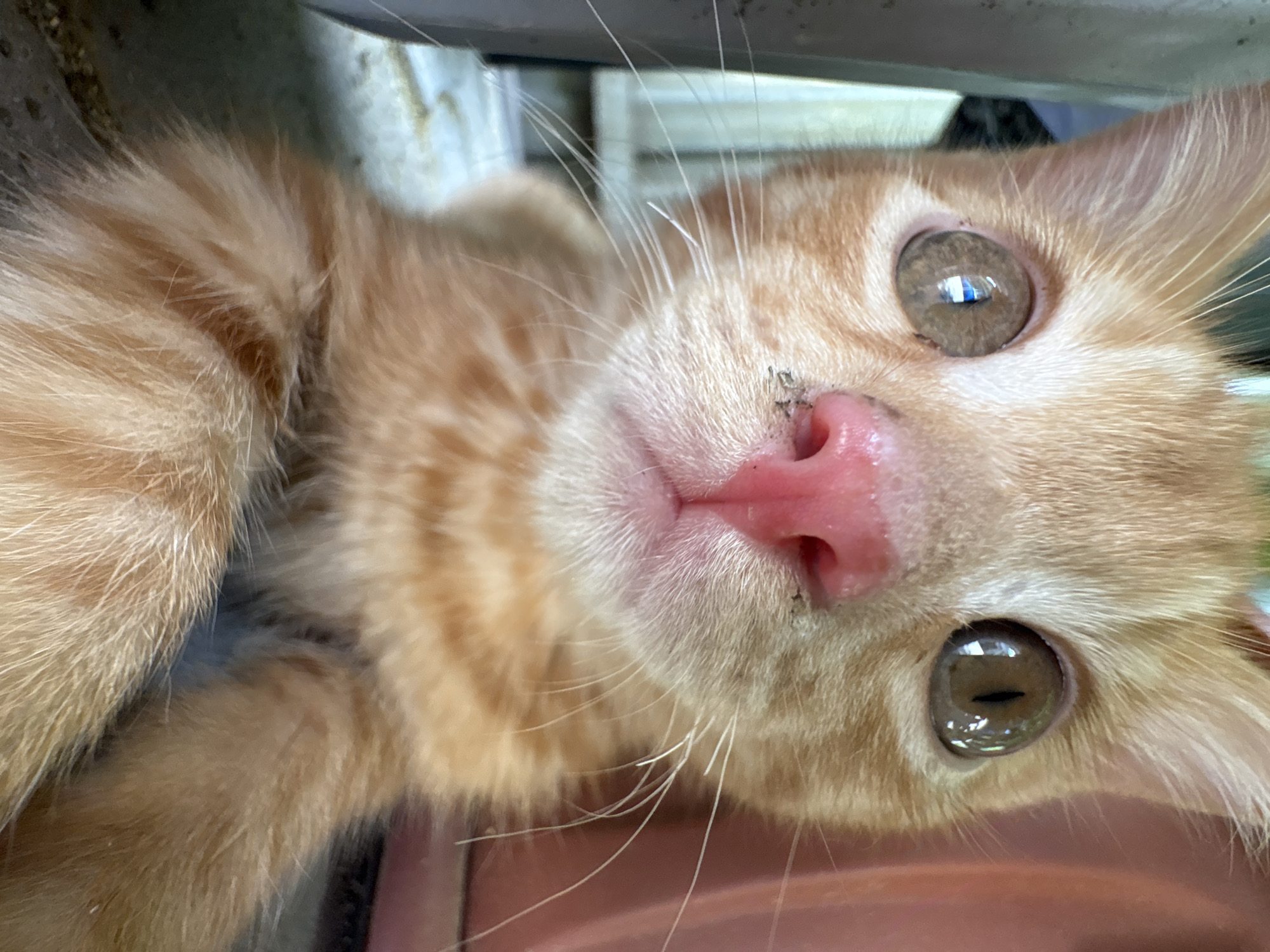 A close-up, head-on, slightly low-angle medium shot shows an orange tabby kitten looking directly at the camera. The kitten's large, round eyes are a warm brown and reflect light. Its nose is a vibrant pink and slightly damp, with a few dark specks on it. Long white whiskers fan out from its muzzle. The kitten's fur is a soft orange with darker stripes, and its paws are visible in the foreground. The background is blurred, with hints of a gray surface and reddish-pink object. The image appears to be taken indoors, possibly on a floor or low surface. There is no indication of the city of Almaty, Kazakhstan.