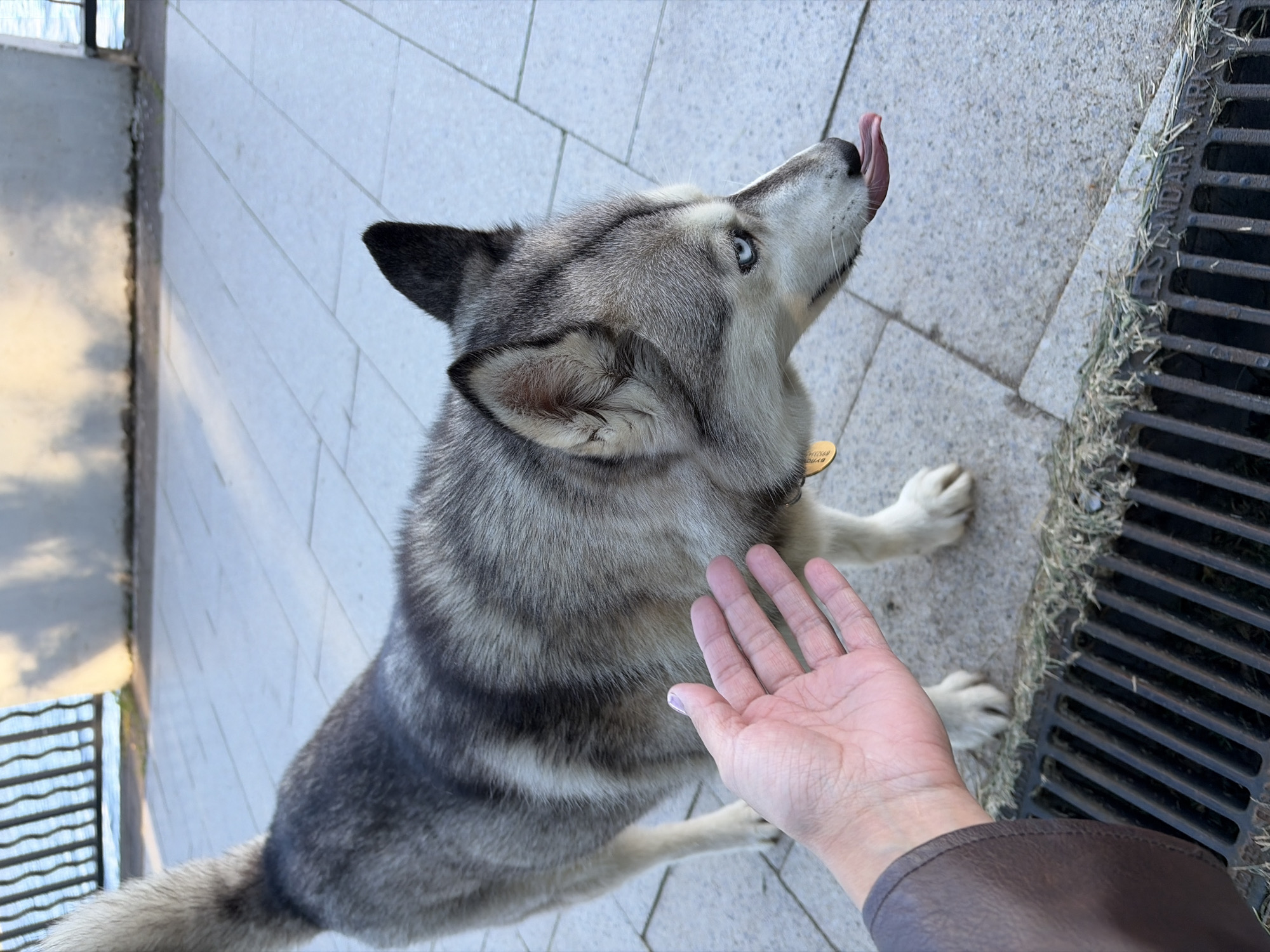 A high-angle, close-up shot shows a grey and white husky-like dog looking upwards with its tongue extended, seemingly interacting with a human hand. The dog has striking blue eyes, a black nose, and pointy ears. Its fur is a mix of light and dark grey with white markings, showing distinct striped patterns on its head and back. A gold-colored tag hangs from its collar, bearing partially obscured Cyrillic text.
A human hand with light skin, displaying light pink nail polish on the thumbnail, extends into the frame from the lower right, palm up. The dog appears alert and expectant, possibly anticipating a treat or affection.
The setting is an outdoor paved area, likely in Chaikovsky, Russia, during clear daylight hours. The ground is composed of light-colored, rectangular paving stones. To the right of the dog, a dark metal storm drain or grate is visible, partially covered with dried grass and debris. Faint, partially obscured text, including "ГОСТ" (GOST), can be seen on the drain. In the blurred background, a light-colored building facade with horizontal lines is present, along with a metal railing or fence on the far left. The overall impression is one of interaction between a pet and its owner in an urban or suburban environment.
