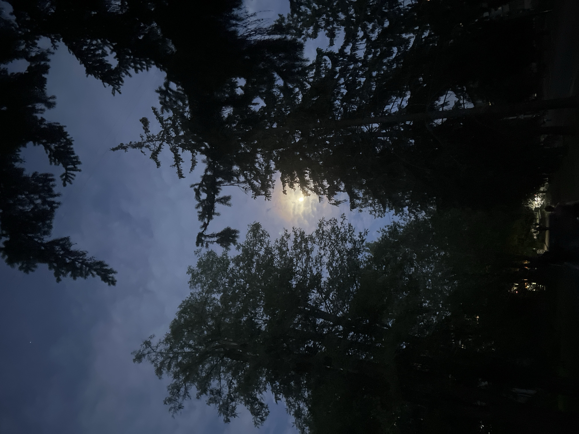 The image shows a nighttime scene of trees silhouetted against a moonlit sky. The location is not discernible, so no information can be provided about Kryvyi Rih, Ukraine. The view is looking up, with tree branches and foliage obscuring much of the sky. The moon is visible through the trees, appearing as a bright, circular light source. To the right of the moon, there are some lights of an undetermined source, possibly streetlights or lights from buildings.