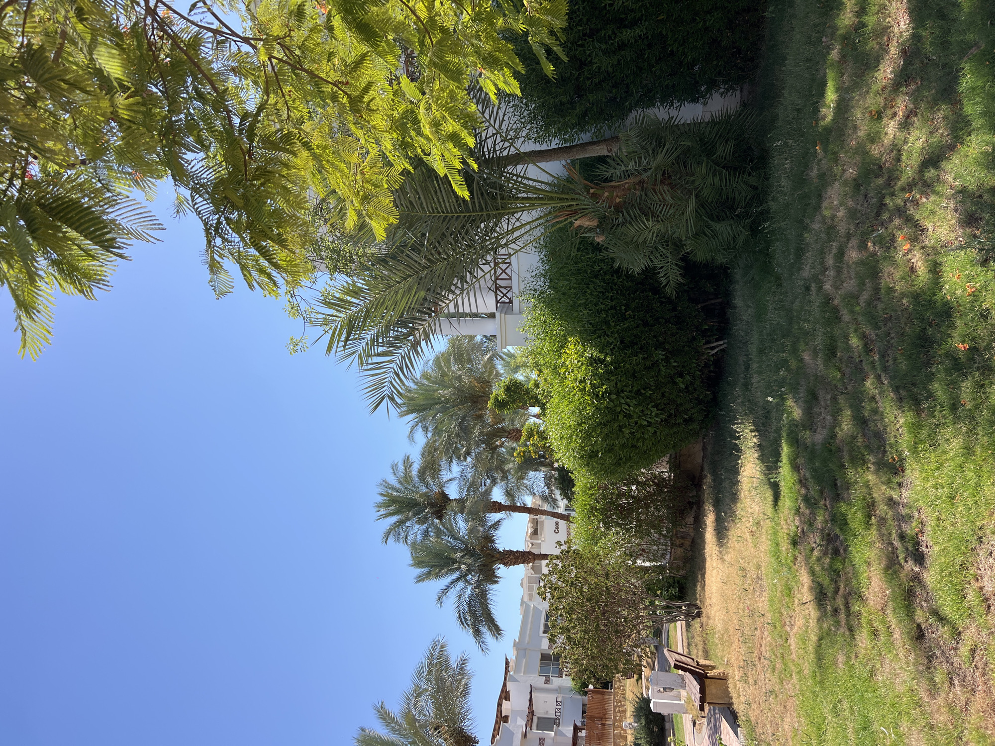 The image captures a sun-drenched scene in Sharm El Sheikh, Egypt, likely during the day given the bright sunlight and clear blue sky. Lush green foliage dominates the frame, with a variety of trees and bushes creating a vibrant, tropical atmosphere. Several palm trees are prominent, their fronds reaching upwards, suggesting a warm climate.
In the background, white buildings with a modern architectural style are visible, interspersed with more greenery. One building has a sign that appears to say "Casa". The buildings suggest a resort or residential area, consistent with the location. The ground is covered in well-maintained grass, with some areas showing signs of dryness, and dappled shadows from the trees suggest the sun is at a high angle.
The overall impression is one of a tranquil, warm, and well-kept outdoor environment, typical of a holiday destination. No people or specific activities are depicted, focusing instead on the natural and built landscape. The lighting indicates it is a clear and sunny day, contributing to a bright and cheerful mood.