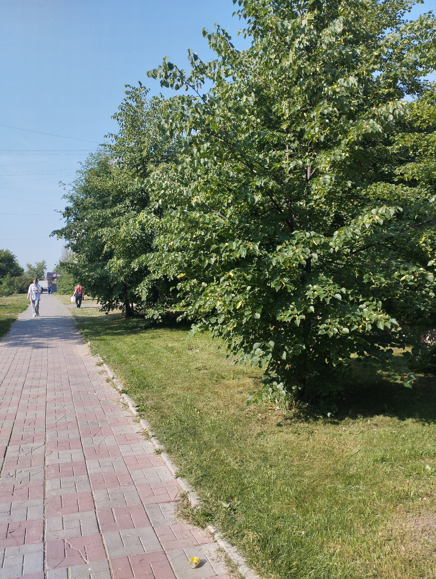 A sunny, clear day in Novosibirsk, Russia, showcases a paved walkway adjacent to a grassy area shaded by mature trees. The walkway is constructed with red and grey rectangular pavers laid in a repeating pattern. Two individuals are walking on the path. In the foreground on the left, a woman with light-colored clothing and dark hair walks away from the camera. Further down the path, a person wearing a red shirt and dark pants is also walking away. The grassy area to the right of the path is well-maintained with patches of slightly drier grass. The trees are full of green leaves, casting shadows on the ground. In the background, power lines are visible against the blue sky, and beyond the trees, there appears to be a small building or kiosk. The overall scene suggests a public park or a pedestrian area within the city.