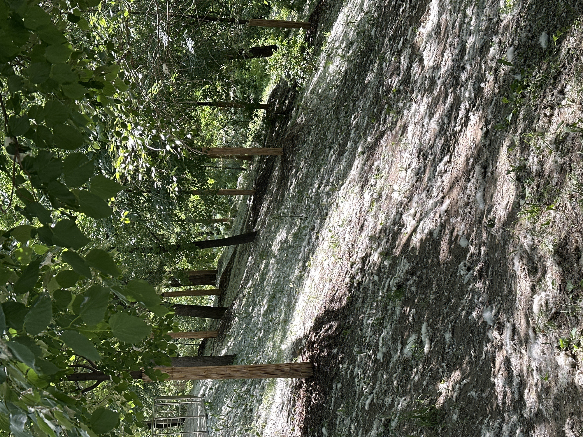 The image captures a sunlit, sloped forested area in Moscow, Russia, during late spring or early summer, blanketed by a dense layer of white poplar fluff. The ground, rising from the foreground towards the background, is composed of dark earth with sporadic patches of green grass, entirely covered by the fluffy white material. Numerous deciduous trees with green foliage are present throughout the scene. Several tree trunks, particularly in the midground, are wrapped with a light-colored, possibly protective, woven material. Bright sunlight filters through the tree canopy, casting distinct, elongated shadows across the fluff-covered terrain, creating a dappled light effect. In the upper-left corner, a section of a silver-colored metal railing or fence is partially visible. The background features denser green foliage and additional trees. No people or animals are present.