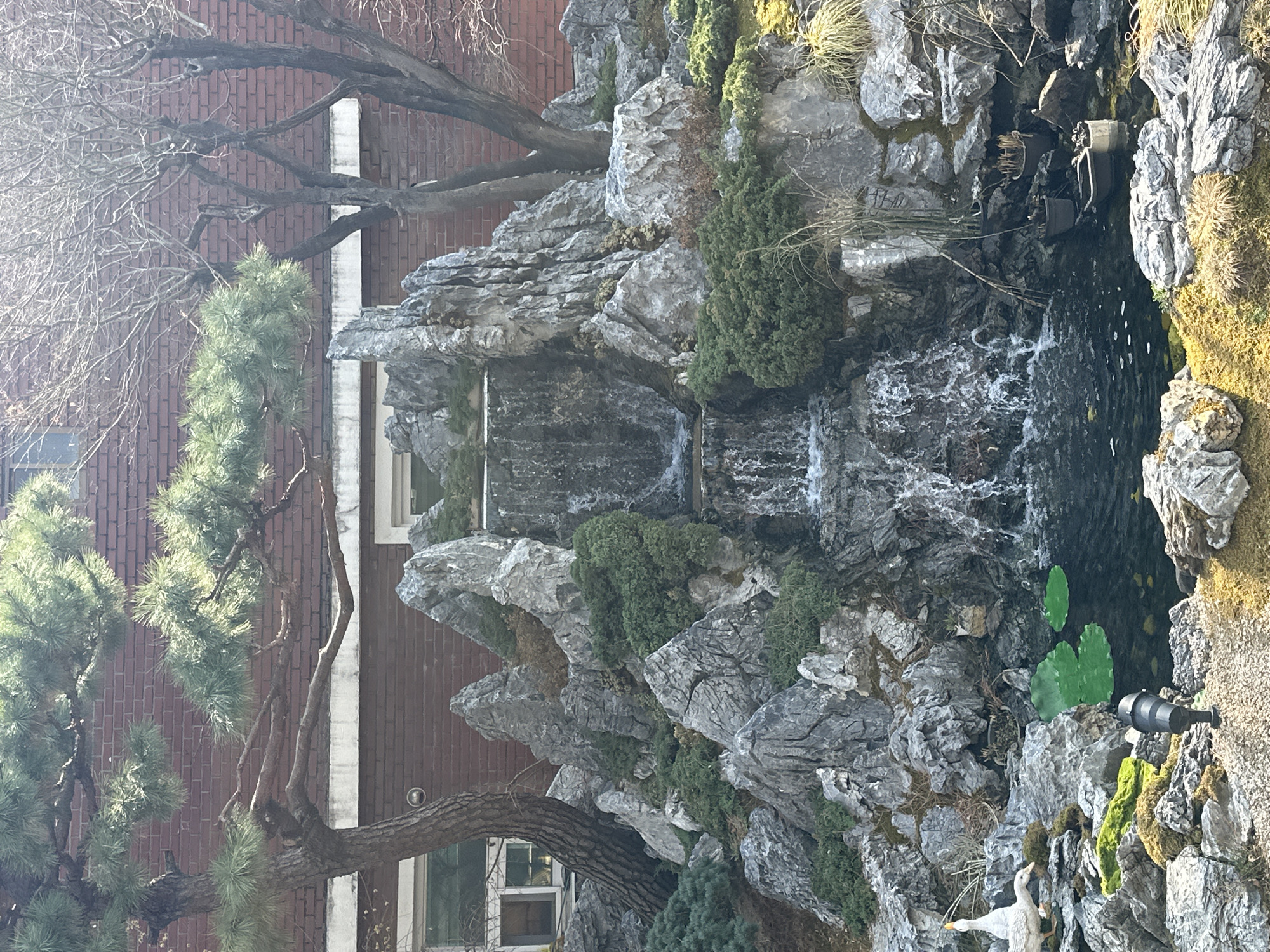 This image captures a meticulously designed artificial rock garden featuring a multi-tiered waterfall and a pond, positioned in front of a red-brick building. The scene is illuminated by direct sunlight, casting distinct shadows.
In the foreground, a dark, reflective pond occupies the lower central portion, containing two bright green artificial lily pads. To the left of the pond, a black, upward-pointing landscape spotlight is installed on mossy, gravelly ground. A white ceramic or plastic figurine of a goose with a yellow-orange beak stands on the moss-covered rocks immediately left of the pond. Several dark pots, some containing vegetation, are partially submerged or placed around the pond's right edge.
The central feature is a waterfall cascading over numerous grey, angular rocks, forming several tiers of rushing water before collecting in the pond. Various small evergreen shrubs and patches of green moss grow amongst the rock formations, creating a naturalistic appearance.
To the left, a mature pine tree with a thick, gnarled trunk and green needle clusters extends its branches across the upper left and central areas. To the right of the waterfall, several bare deciduous trees with slender, dark trunks and intricate branching patterns are visible.
The background consists of a multi-story red-brick building. White-framed windows are partially visible, with a prominent horizontal white concrete band running beneath the window sills.
This specific rock garden and waterfall installation is located on the campus of **Konkuk University in Seoul, South Korea**.
