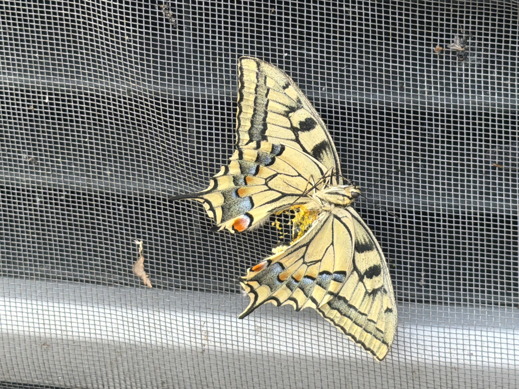 A yellow and black butterfly is perched on a mesh screen. The butterfly's wings are patterned with black veins and spots, and also feature blue and orange markings. The mesh screen is gray and appears to be part of a window or screen door. The background is dark and out of focus. There is a small brown leaf attached to the mesh screen below and to the left of the butterfly. The lighting suggests it is daytime. The image was taken in the city of Kasara, Russia.