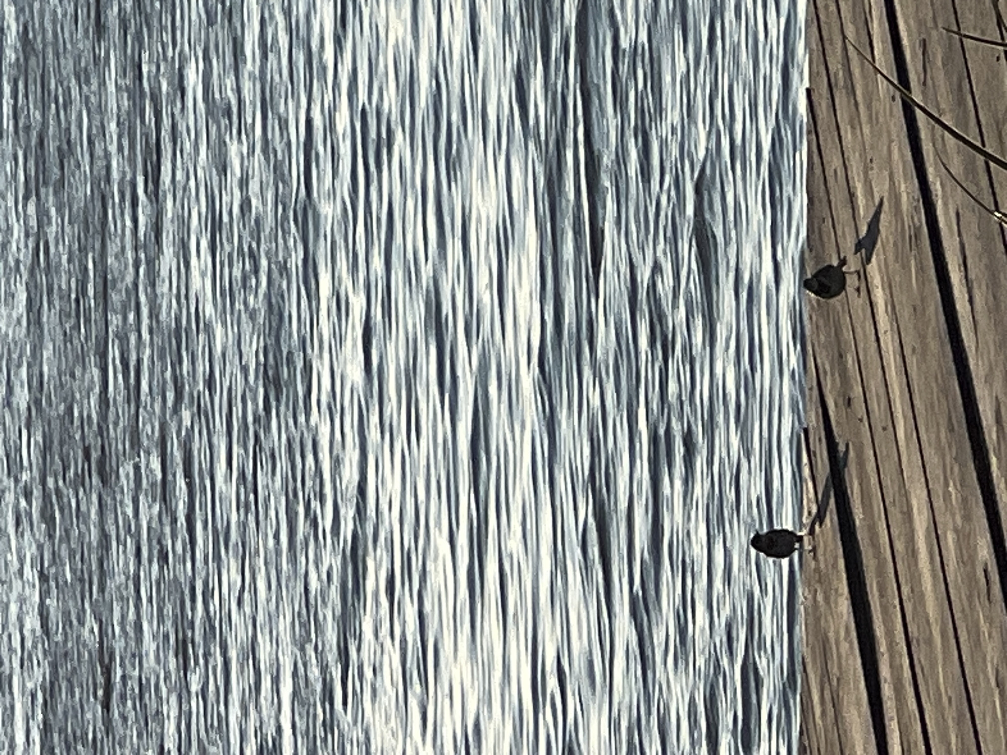 This image depicts two small birds standing on a wooden pier next to a body of water. The water exhibits a rippled surface, suggesting a gentle breeze. The pier is constructed of weathered wooden planks, with distinct shadows cast by the birds and the planks themselves. The scene is set outdoors, likely in a natural or park-like environment. There is no indication of the city of Laskivtsi, Ukraine, within the image itself.