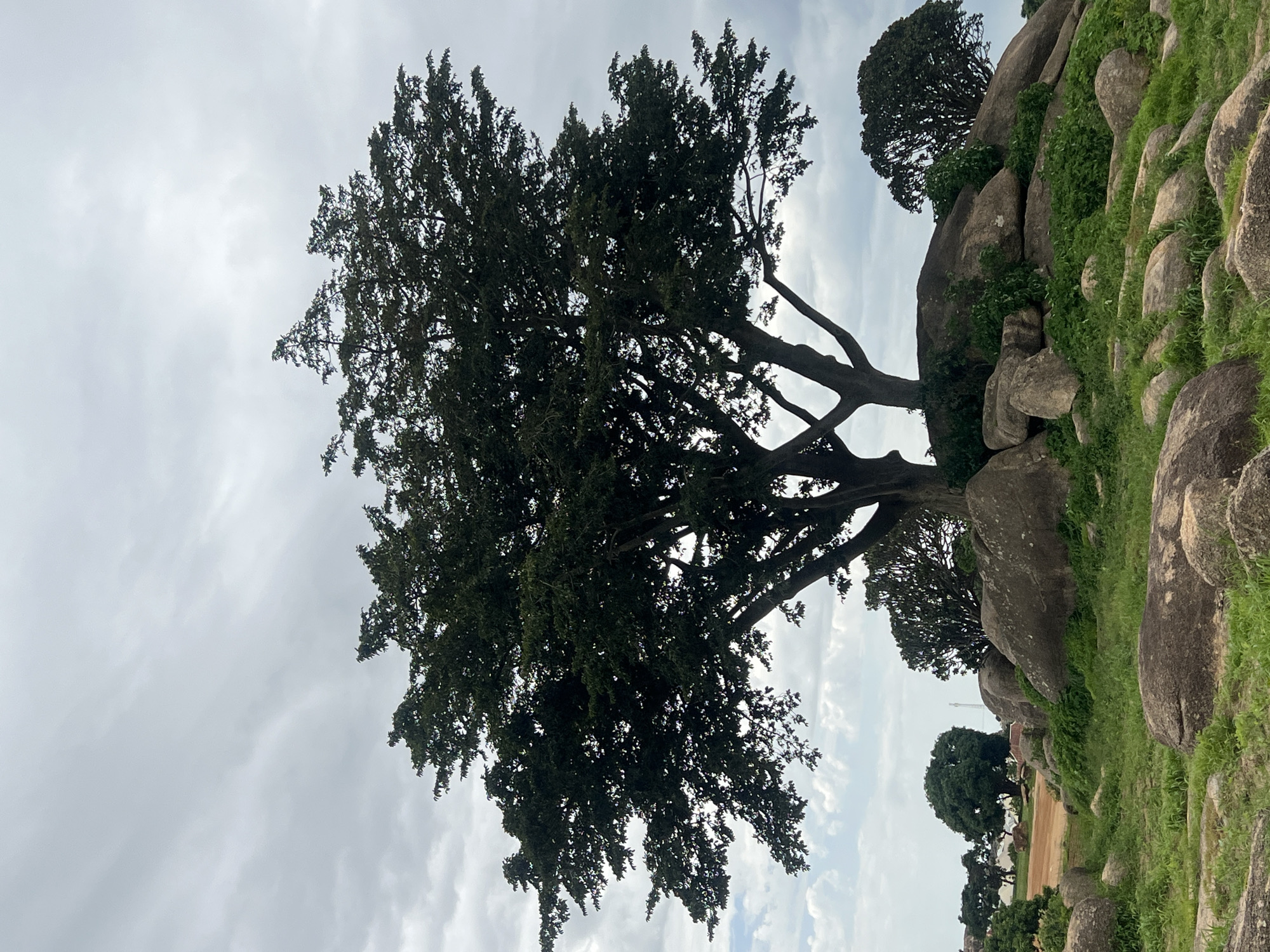 This media file depicts a natural outdoor scene in Jos, Nigeria. The primary subjects are large, weathered rocks and a sprawling tree with dark green foliage, casting a shadow across the frame. The rocks are interspersed with patches of green grass and vegetation, suggesting a somewhat arid yet vegetated environment. The tree's branches are prominent, with some extending horizontally and others reaching upwards.
The image appears to be taken during the daytime, with overcast or cloudy skies dominating the upper portion of the frame. The lighting is diffused, indicating a potentially humid or rainy weather pattern common to the region. There are no people or specific objects readily identifiable in the scene, focusing the attention solely on the natural landscape. The composition, with the tree and rocks angled diagonally, creates a dynamic visual. The overall mood is serene and natural, emphasizing the rugged beauty of the terrain. The background hints at a distant, possibly rural or less developed area with a few more trees visible. No text is visible in the media file.