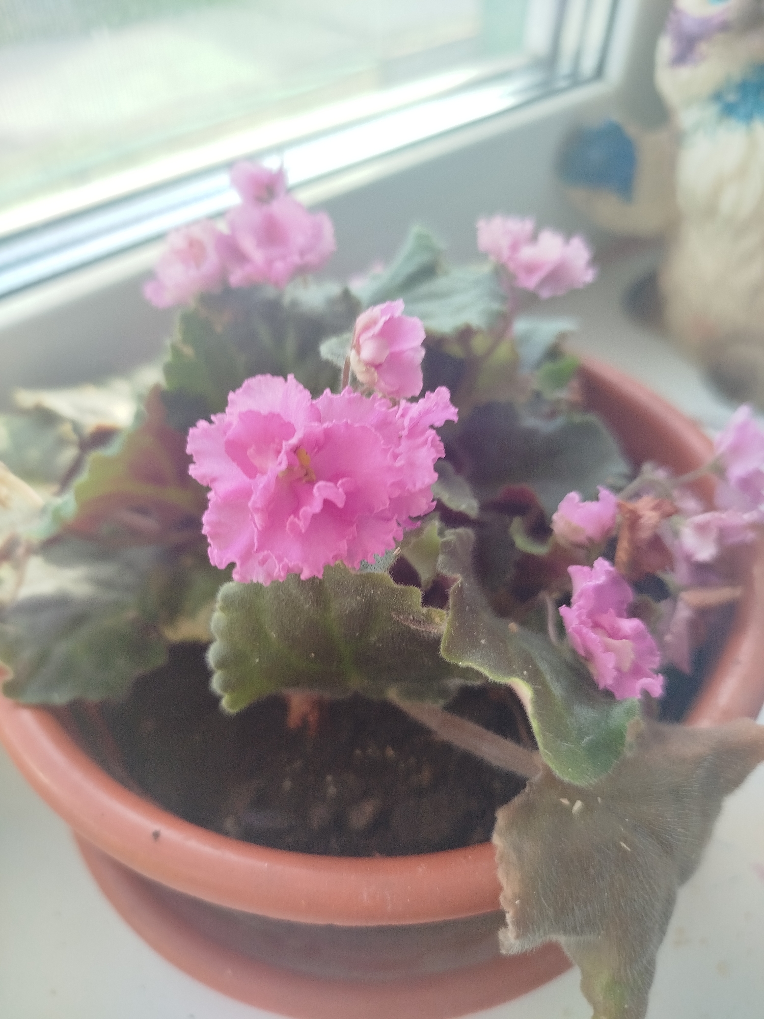 An African violet in a terracotta pot is placed on a windowsill. The plant has dark green, fuzzy leaves and several small pink flowers with ruffled edges. The background is out of focus, but it appears to be a window with soft, diffused light coming through. A blurry, pale-colored figurine is visible on the right side of the image, also on the windowsill.