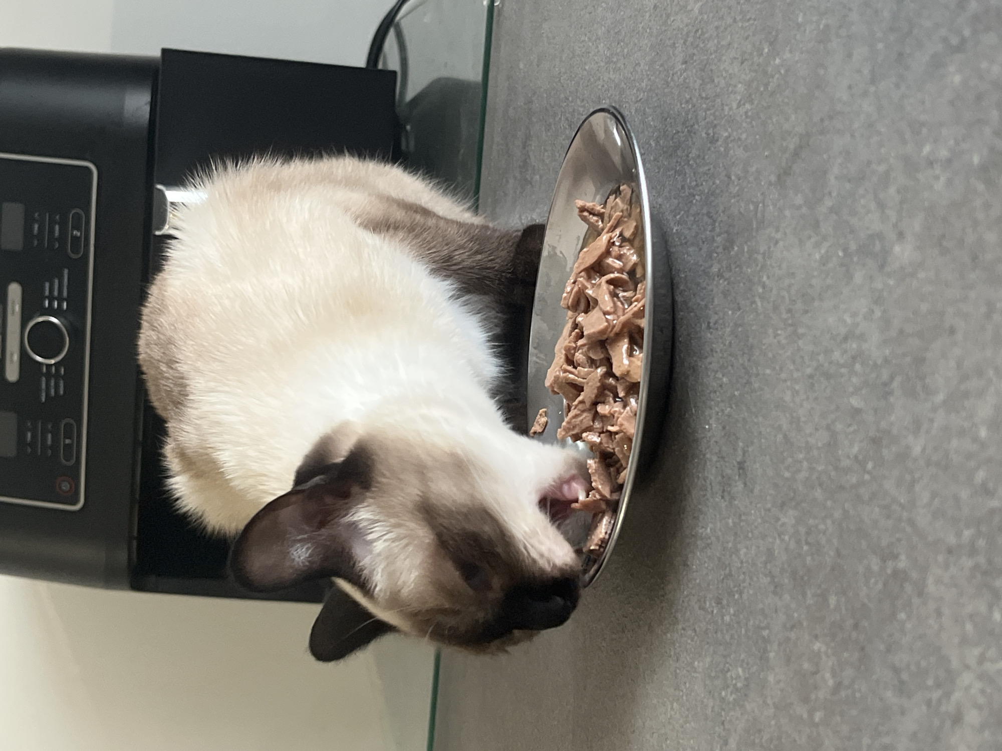 A Siamese cat is shown in profile, hunched over a small, metallic bowl filled with what appears to be wet cat food. The cat's mouth is open as it eats, with its head tilted down towards the food. The cat has distinct markings typical of the breed, with darker fur on its ears, face, and legs, contrasting with its lighter body. The bowl sits on a grey, speckled countertop. In the background, a black appliance with a digital display is visible, suggesting a kitchen environment. A glass shelf is also present in the background, with a cable draped over it. The overall lighting suggests an indoor setting. The image does not contain any information related to the city of Bourg-la-Reine, France.