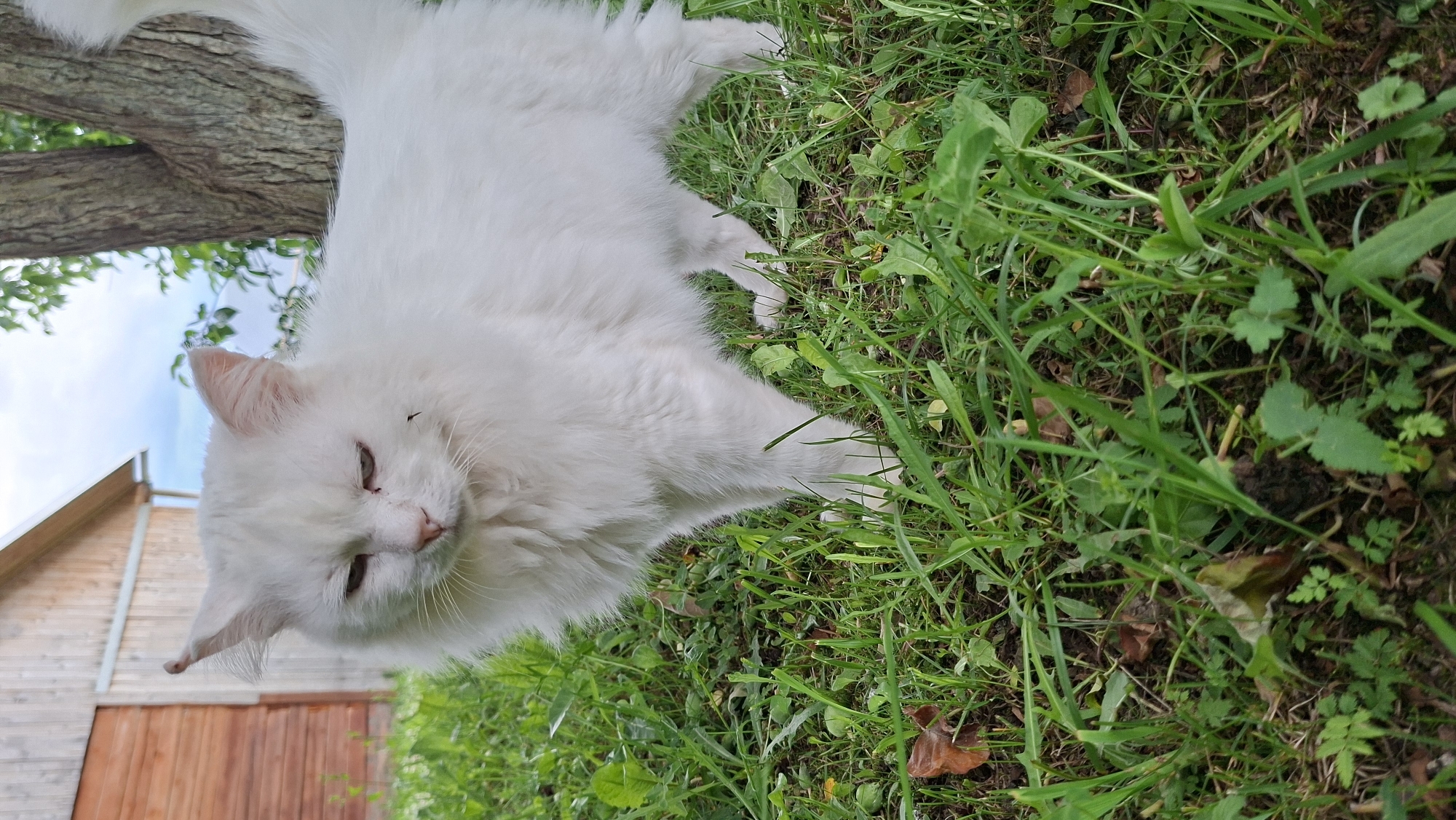 A white cat with green eyes stands in a grassy area, with a wooden building and a tree in the background. The cat is facing left with its head slightly tilted downwards. There is a small insect on the cat's nose. The sky is visible in the background. The image appears to be taken outdoors in daylight. The location is the village of Bolshoy Bukor, Russia.