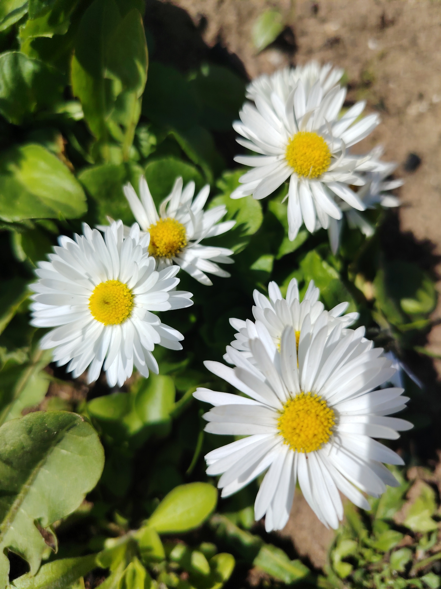 The image shows a close-up of several daisies in a garden. The daisies have white petals and yellow centers. They are surrounded by green leaves. The background is blurred, but it appears to be soil. The location is not discernible from the image. The city is also not discernible from the image.