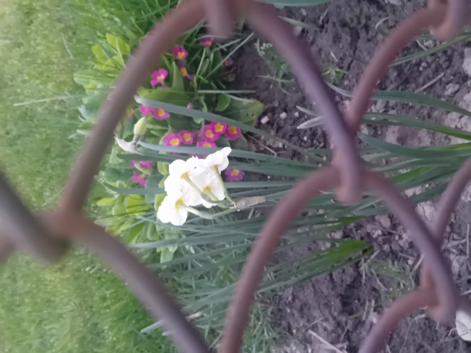 The image shows a garden with a rusted metal fence in the foreground. Behind the fence, there is a patch of green grass on the left and bare soil on the right. Several white daffodils with yellow centers are visible, along with a cluster of pink and yellow primroses. The scene is located in Unknown, Unknown.