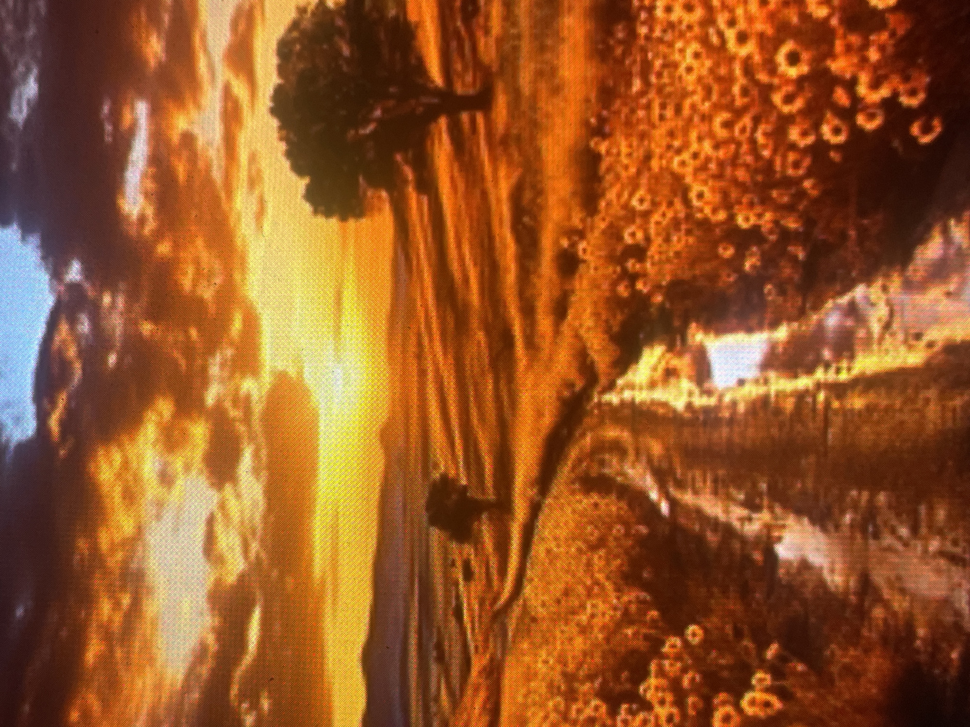 This image depicts a rural landscape at sunset or sunrise, situated in the city of Zelenyi Hai, Ukraine. The sky is dominated by vibrant orange and yellow hues, with the setting or rising sun visible near the horizon, casting a bright glare. Scattered dark clouds are present, transitioning to a lighter blue at the top edge of the frame. The foreground and midground feature extensive fields, densely populated with numerous small, round, yellow-orange subjects consistent with sunflowers. A winding, unpaved path traverses the field from the lower center, receding into the midground towards the left. Multiple reflective patches on the path suggest puddles or wet surfaces. Two prominent trees are visible: a large, dark deciduous tree stands silhouetted on the right side of the midground, and a smaller, similar tree is positioned in the left midground, adjacent to the path. Distant, dark mountain or hill ranges are visible on the horizon beneath the bright sky. No people, animals, or man-made structures other than the path are discernible within the frame.