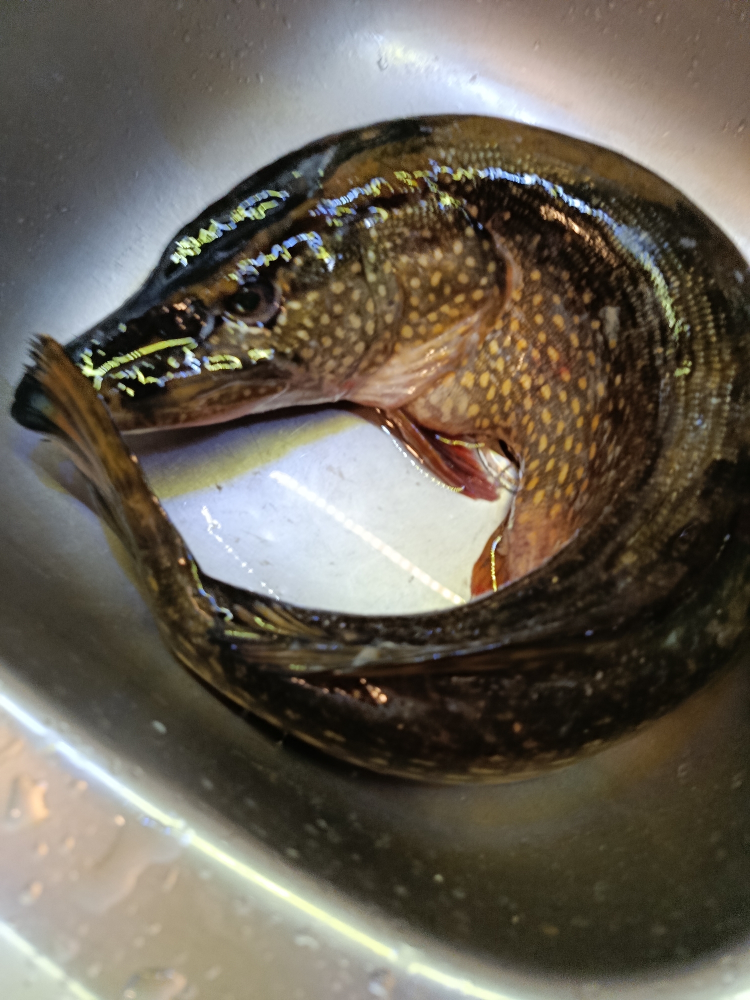 A northern pike, curved in a circle, lies in a stainless steel sink. The fish is dark green with yellow spots and has a long snout. The sink is wet and reflects the light. There is no indication of location in the city of Saratov, Russia.