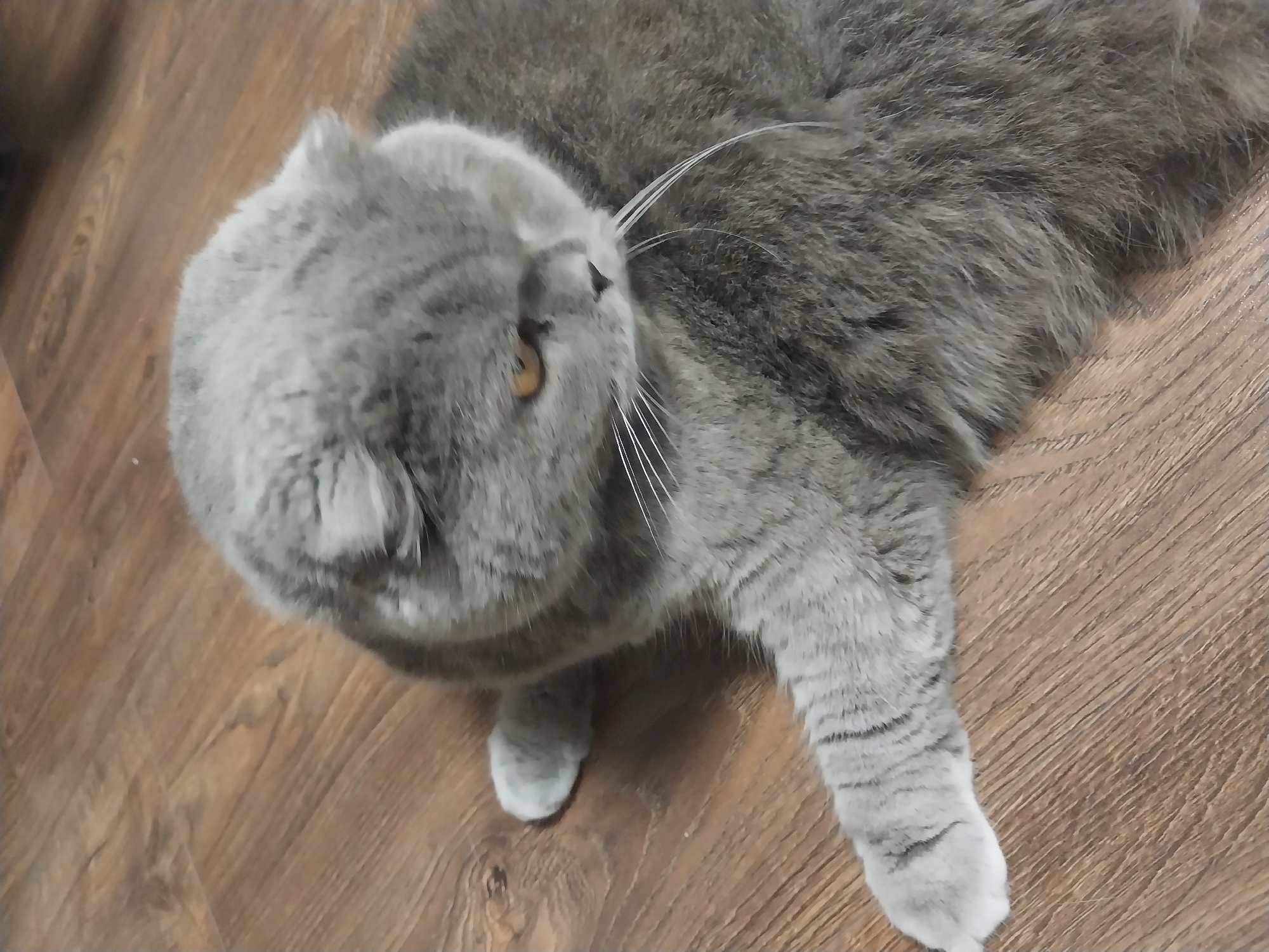 An indoor, high-angle, eye-level shot shows a Scottish Fold cat lying on a wooden floor. The cat is grey with white whiskers and amber eyes. Its body is oriented diagonally from the upper left to the lower right. One paw is extended to the left, and the other is tucked under its body. The cat's head is turned to the right, and its gaze is directed downward. The background is a wooden floor with a visible grain pattern. There are no humans or other animals present in the image. The scene appears to be a residential interior.