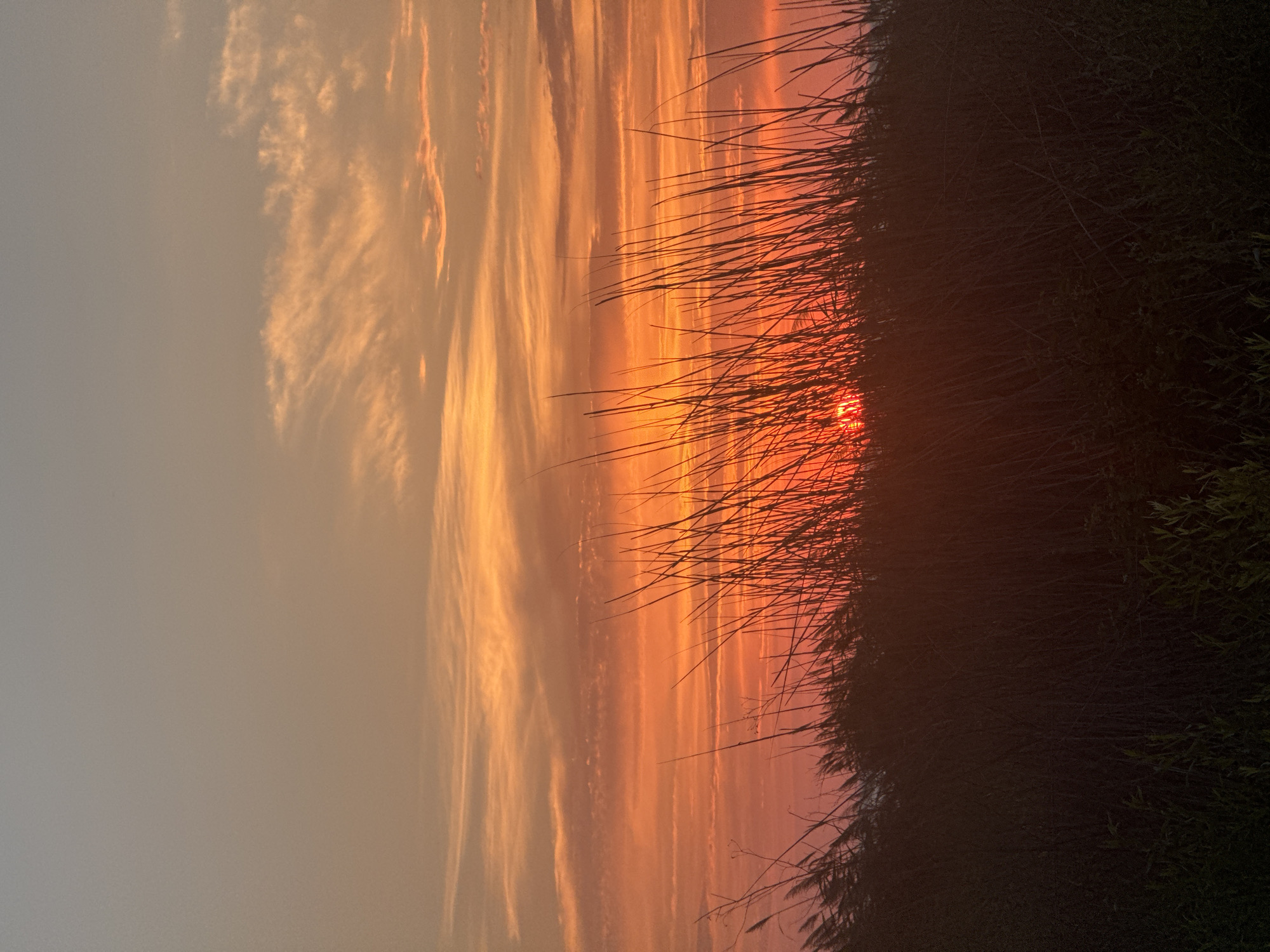 The image captures a sunset over a grassy plain, likely near Aktau, Kazakhstan. The sky transitions from a pale grey at the top to vibrant shades of orange and pink towards the horizon, with wispy clouds adding texture. Tall, dry grasses in the foreground are silhouetted against the colorful sky, with the sun a bright, reddish-orange orb peeking through the stalks. The lower portion of the image is dominated by dark, dense vegetation, creating a shadowy contrast with the illuminated sky. There are no people or discernible structures visible in the scene, emphasizing a natural, undisturbed landscape.