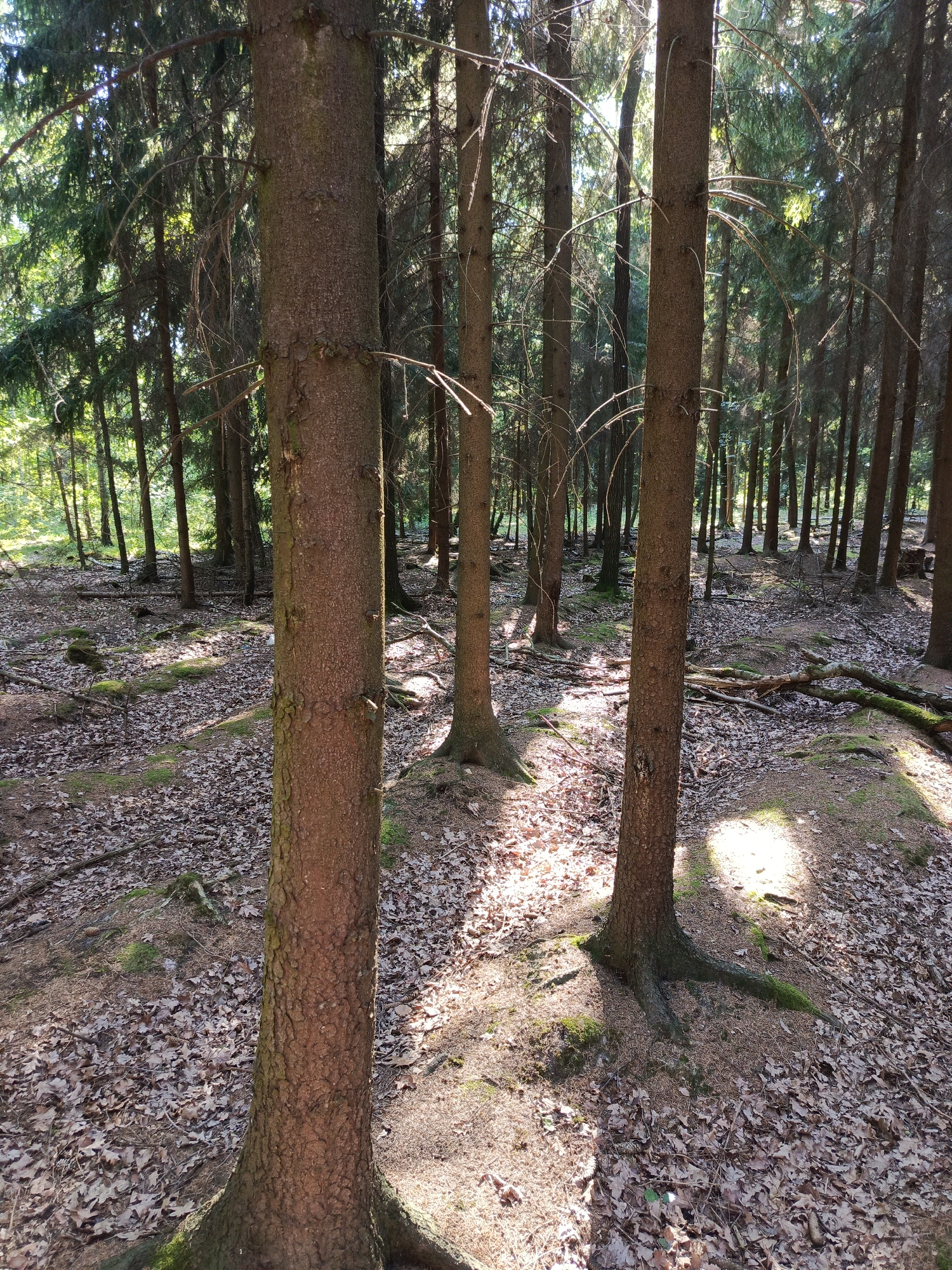 The image shows a forest floor covered with dry leaves and moss, with several trees, primarily coniferous, casting long shadows from the sunlight filtering through the canopy. Fallen branches and pine needles are scattered across the ground. In the foreground, a large tree trunk is prominent. The scene appears to be located in Kruszyn, Poland, based on the provided context. There are no people or animals visible in the image.