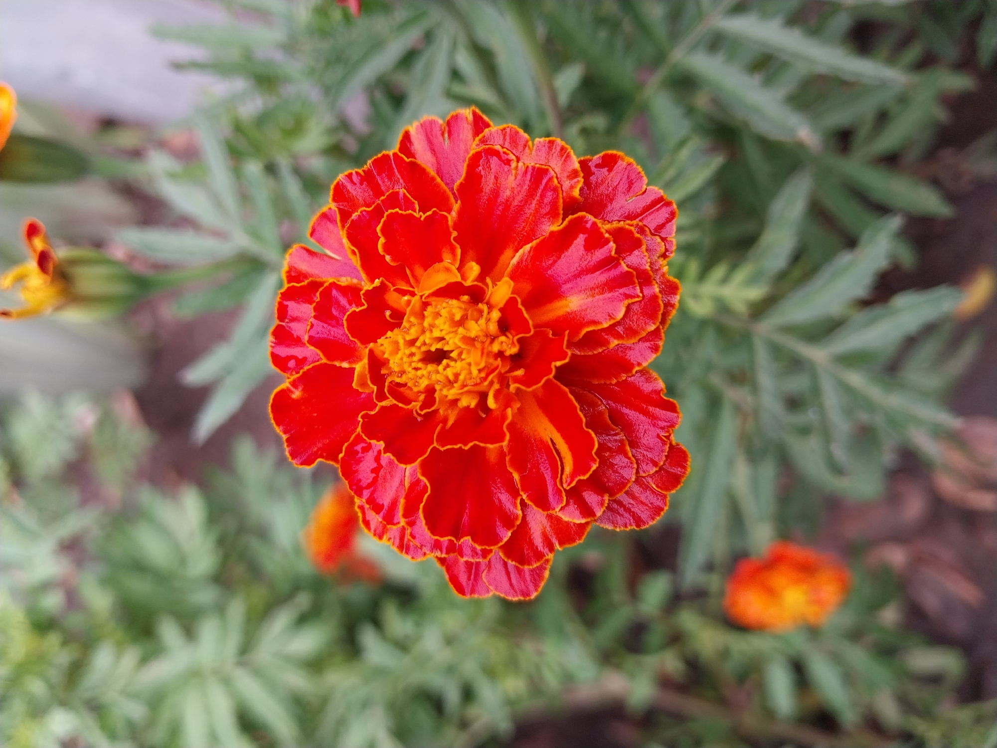 A close-up, top-down shot captures a vibrant red and orange marigold flower in focus. The flower's petals are intricately layered and ruffled, with a bright orange center. The background is softly blurred, showing green foliage and hints of other marigolds. The scene appears to be an outdoor garden setting, possibly in Dnipro, Ukraine, judging by the commonality of marigolds in local gardens and parks. There are no people or explicit actions depicted.