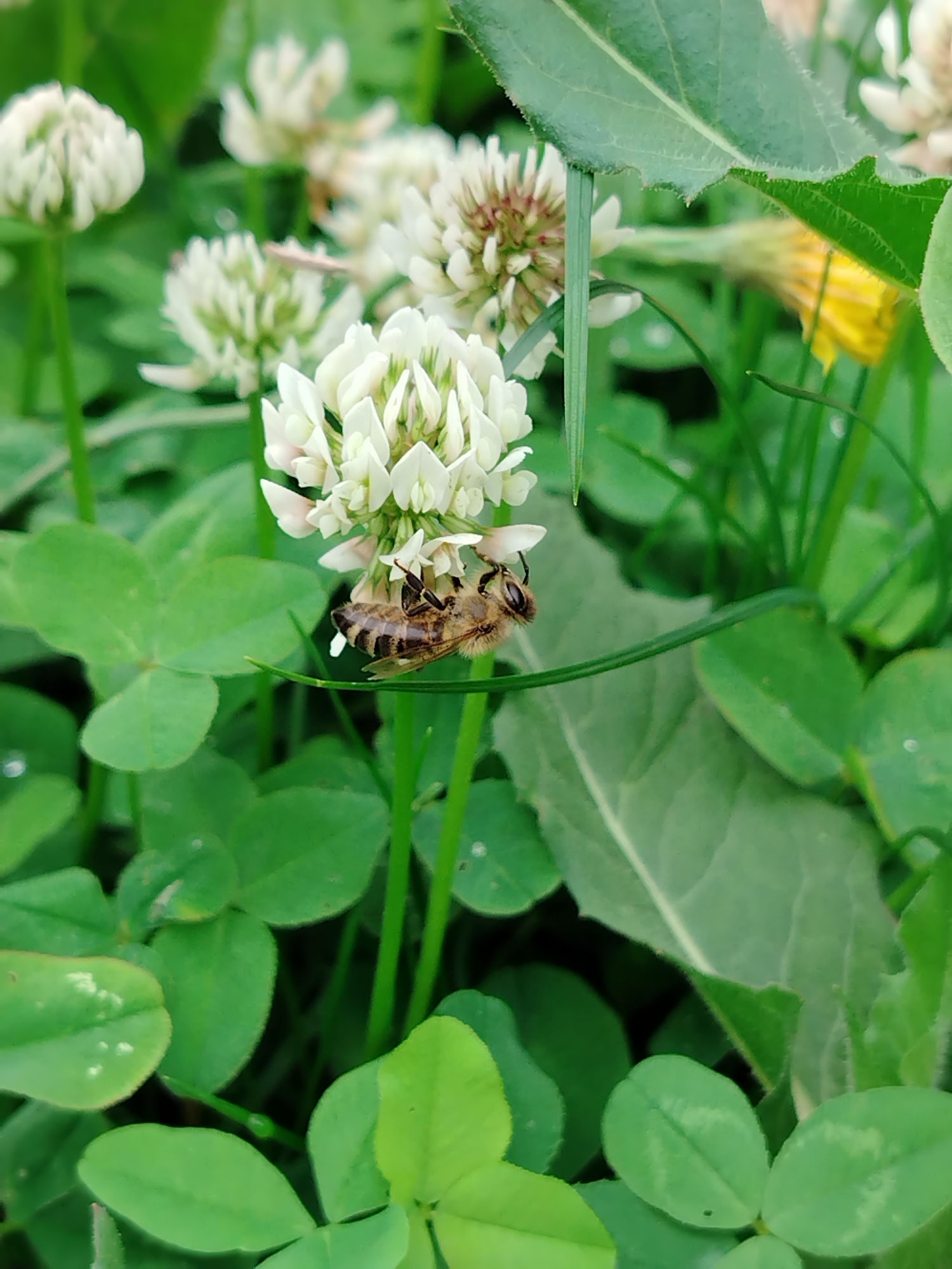 The image depicts a close-up view of white clover flowers in a grassy area. A bee is visible on one of the flowers, appearing to be collecting nectar. The background is filled with green leaves and stems, creating a natural, outdoor scene. There is no indication of the city of Noviy, Russia, in the image.