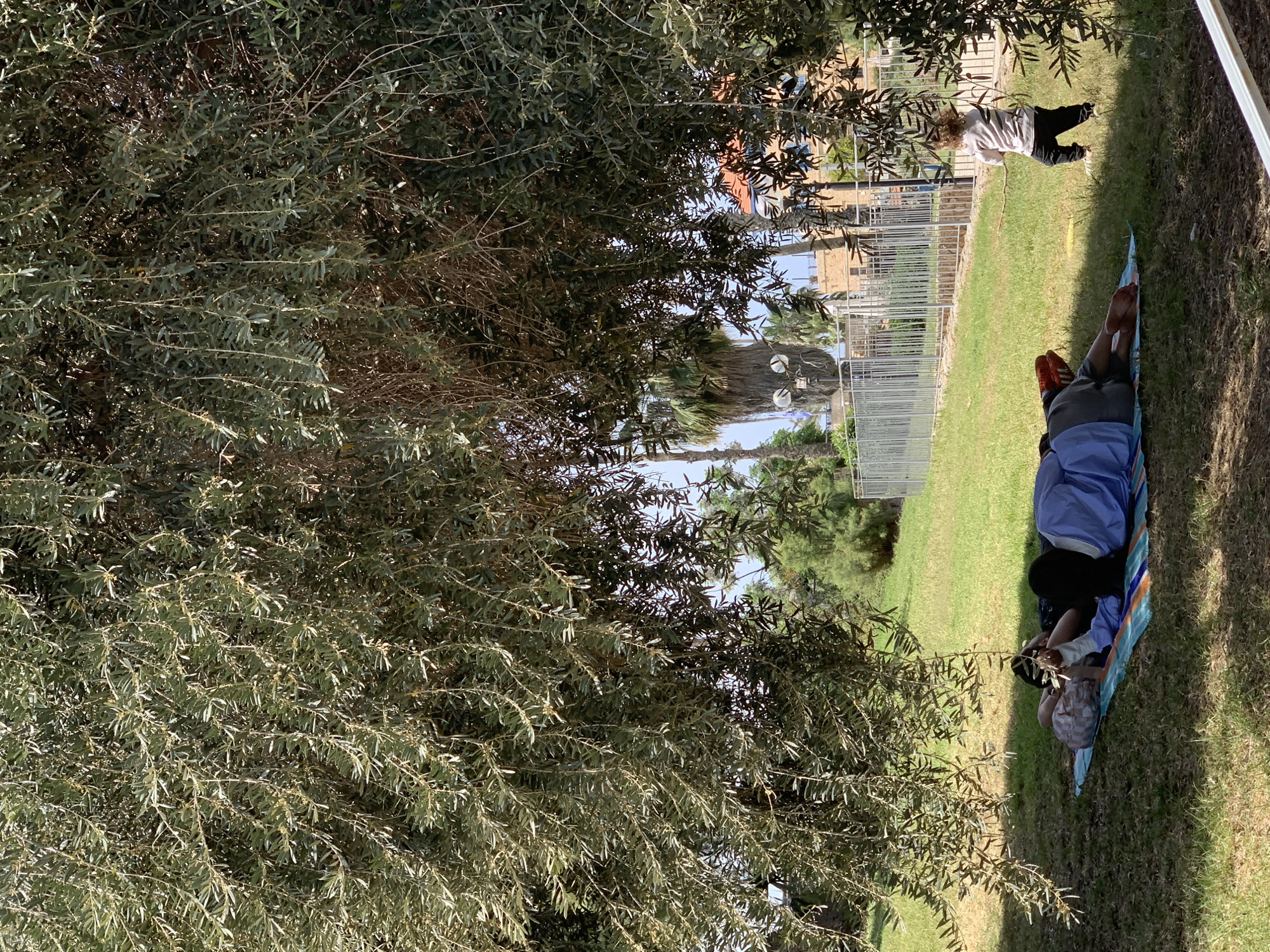 This image, taken in Tel-Aviv, Israel, captures an outdoor scene in a park or green space during a bright, sunny day. A large, dense tree with distinctive silvery-green foliage, possibly an olive tree or similar species, occupies a significant portion of the left side, providing shade on the grassy ground.
In the right foreground, two individuals are relaxing on a multi-colored striped mat (blue, green, orange, white) laid out on the vibrant green grass. One person is lying on their stomach, facing away from the camera, wearing a blue top, dark trousers, and visible bare feet. Next to them, another individual, possibly a child, is also resting, partially obscured, wearing a light top and a checkered hat.
Further back, another person or child stands on the grass, facing away, dressed in a white long-sleeved shirt and black pants. A metal fence runs horizontally across the mid-ground. Beyond the fence, the background features more green trees, including palm trees, and several light-colored buildings with brown or orange roofs, suggesting an urban or suburban setting. The strong sunlight casts distinct shadows, indicating a clear sky and bright weather. There is no visible text in the image.