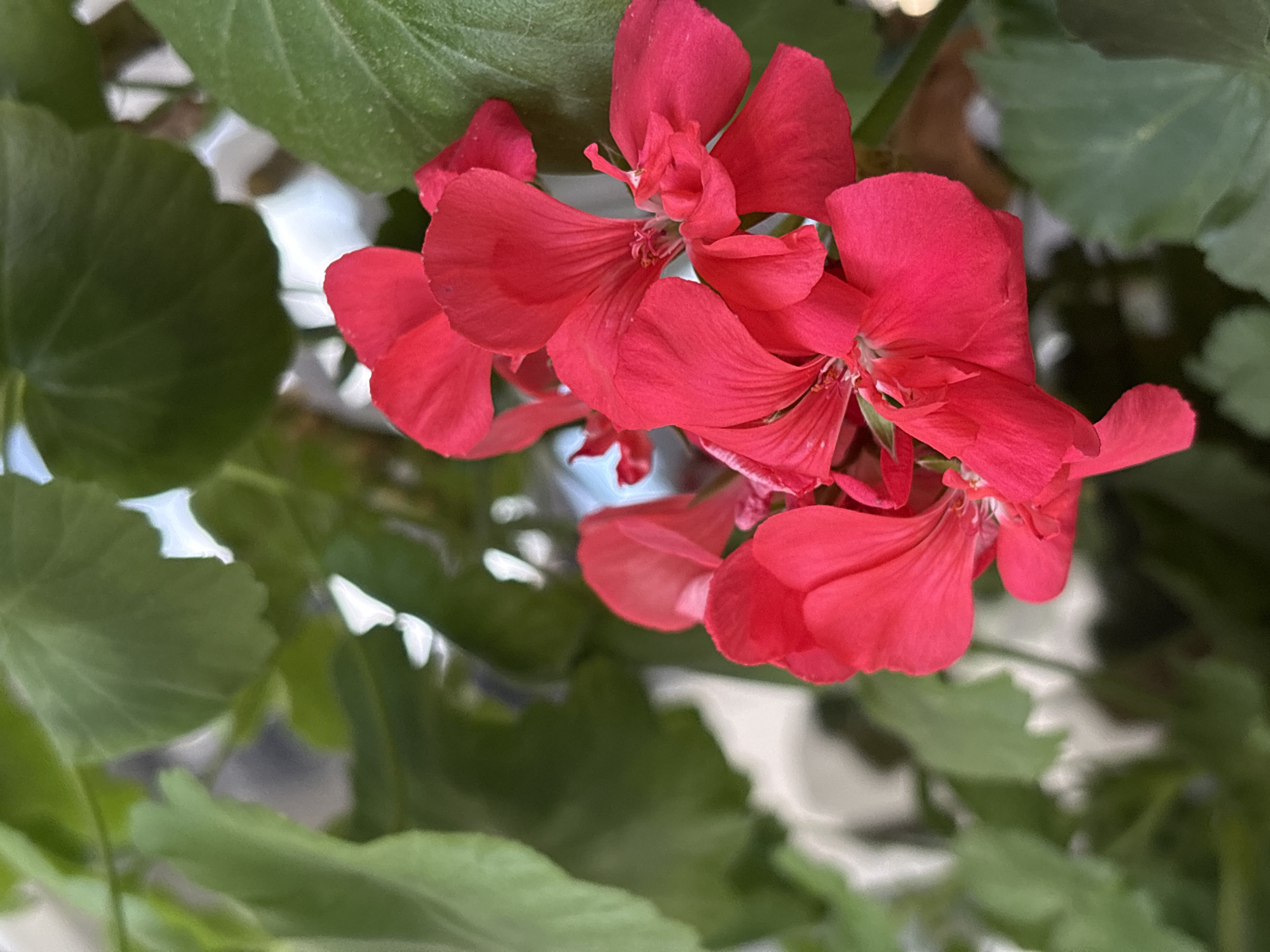 The image shows a close-up, eye-level view of several vibrant red geranium flowers and their green leaves. The flowers are the primary subject, with their petals spread open and appearing delicate. The focus is on the intricate details of the blossoms, showcasing their texture and the way light hits them. The background is softly blurred, revealing more green foliage and hints of white or light-colored objects, possibly reflecting light. There is no text visible in the image. The scene appears to be outdoors, given the natural lighting and foliage, and the overall impression is one of natural beauty and a bright, possibly sunny, day. The setting could be a garden or a place where potted plants are kept. No people are visible, and no specific activity is taking place other than the natural display of the flowers. The context of Mikhaylovsk, Russia, suggests this image was taken in that geographical location.
