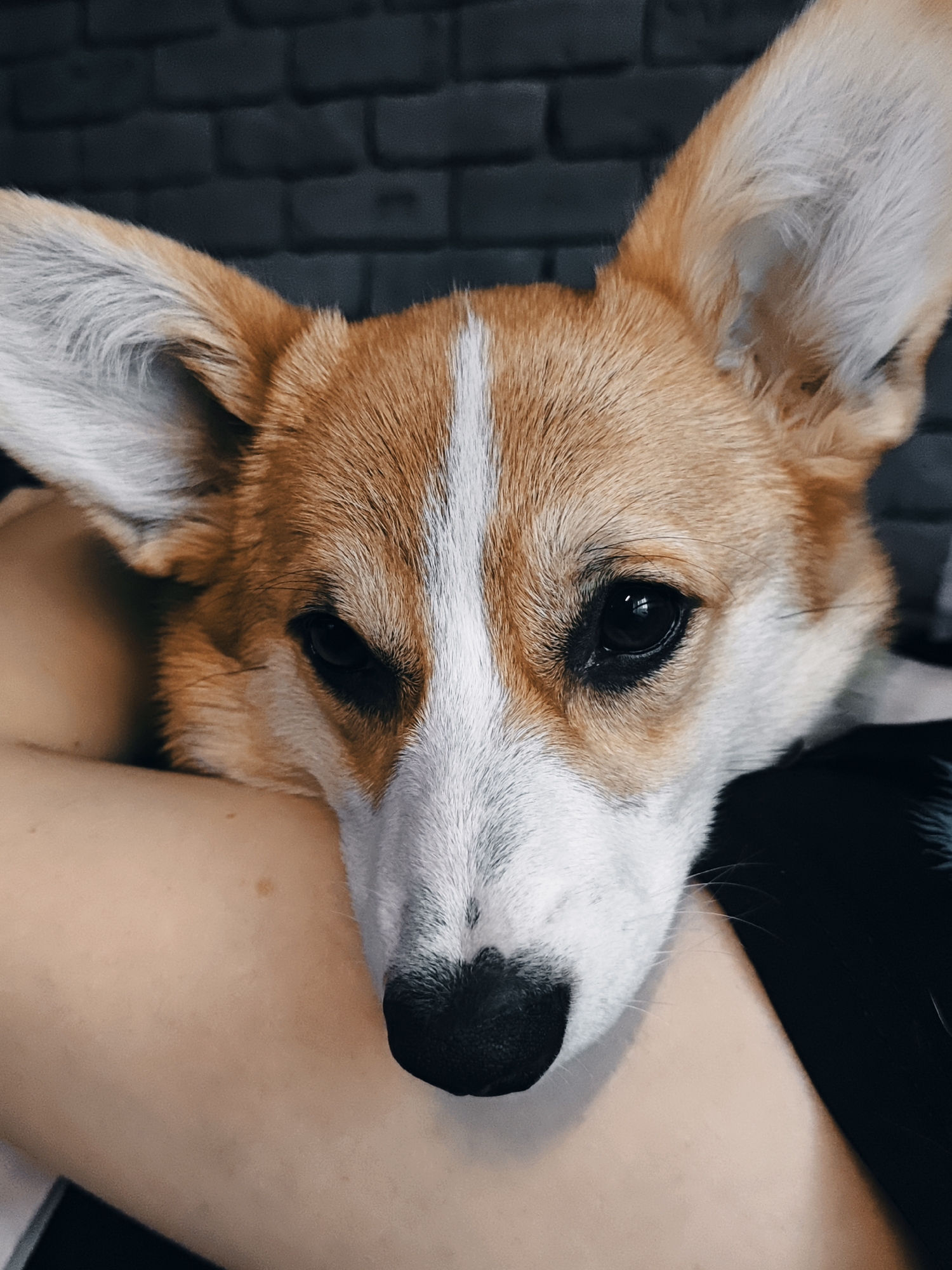 The image is a close-up, eye-level, portrait of a Corgi dog resting its head on a person's arm. The dog is facing forward with its eyes looking directly at the camera. Its ears are large and pointed upwards. The background is a dark brick wall. The dog has tan and white fur with a white stripe down its nose. The person's arm is visible supporting the dog's head and appears to be a light skin tone. The image is taken indoors. There is no indication of the city of Rassol'naya, Russia, or any other specific location.