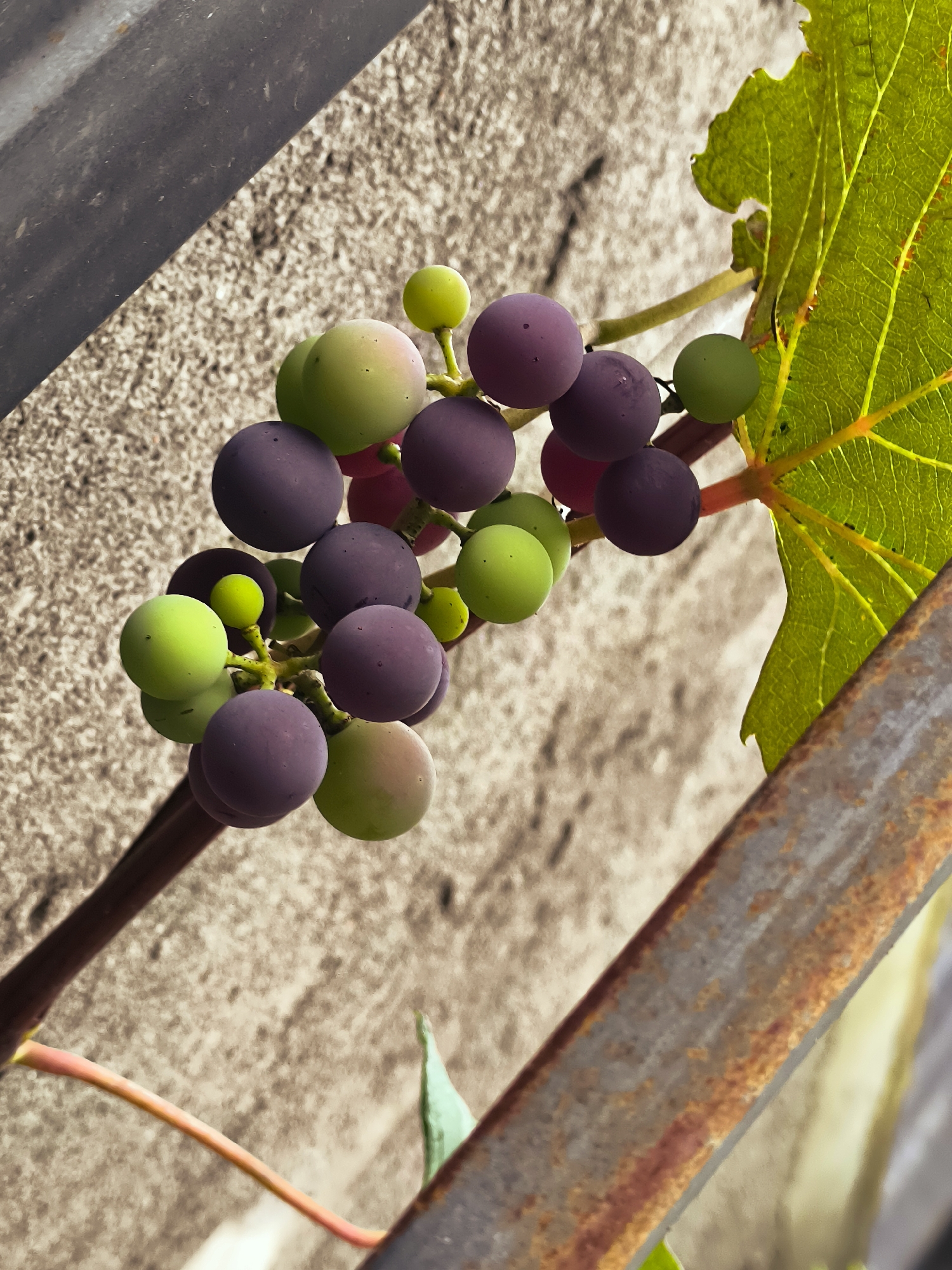 The image is a close-up, vertical shot of a bunch of grapes, both green and purple, on a vine. The grapes are clustered together and some have a blush of red. A large green leaf with visible veins is attached to the vine near the grapes. The background is a textured, light-colored wall, possibly concrete or stucco. In the upper left corner, a dark, corrugated surface, likely metal, is visible. A rusty metal bar runs diagonally across the lower right portion of the image. The scene suggests an outdoor setting, possibly a garden or vineyard. There are no people or animals present. The lighting indicates it is daytime, with shadows suggesting a slightly angled sun. No specific landmarks or environmental features definitively place this image in Batumi, Georgia.