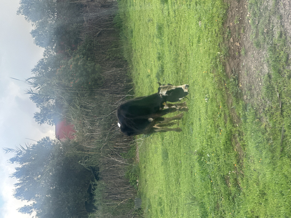 The image depicts a rural scene in Oumazza, Morocco. A black cow with white patches on its face, forehead, and a small spot on its back is visible in the mid-ground, positioned slightly to the right of the frame's center. The cow has small horns and a yellow ear tag on its left ear, and a thin rope or tether is visible around its muzzle. It is actively grazing, with its head lowered into a vibrant green grassy field. The foreground consists of this green grass interspersed with small patches of dirt and a few scattered white and yellow flora. In the background, a dense line of various green foliage, including trees and tall reeds, runs horizontally across the frame. Partially obscured by this foliage, a building with a red roof is visible, with a faint plume of white smoke or mist rising above the trees to the left of the red structure. The sky above the foliage is overcast.