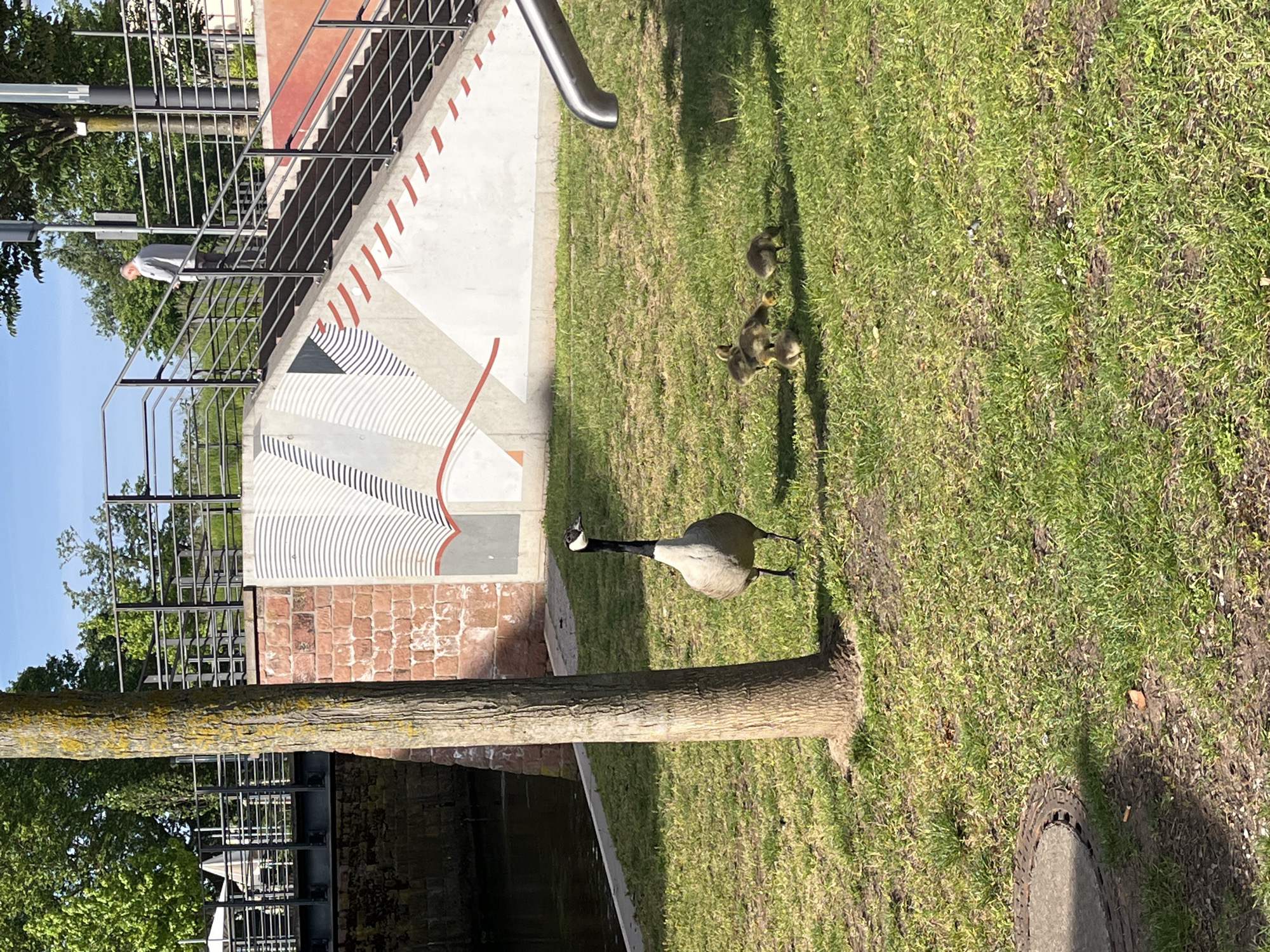 The scene depicts a Canada goose and four goslings walking on a grassy area in Landau in der Pfalz, Germany. A horizontal tree trunk crosses the lower portion of the frame, behind which there is a waterway. To the left is a metallic railing on top of a low brick and concrete retaining wall, which displays a decorative geometric mural. An elderly man is walking on a pathway behind the railing. A metal slide is also visible above the goose. The sky is blue and the lighting suggests it is daytime.