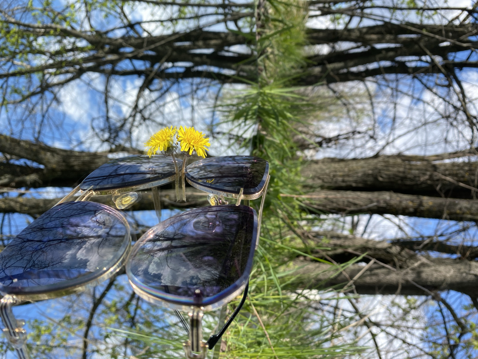 The image features a pair of sunglasses positioned in front of a backdrop of tree branches, needles, and a blue sky with clouds. The sunglasses have a reflective surface that mirrors the sky and branches, creating a distorted and layered effect. Two yellow dandelions rest on the top edge of the sunglasses. The exact location within the city of Pleven, Bulgaria, is not discernible from the provided visual information.