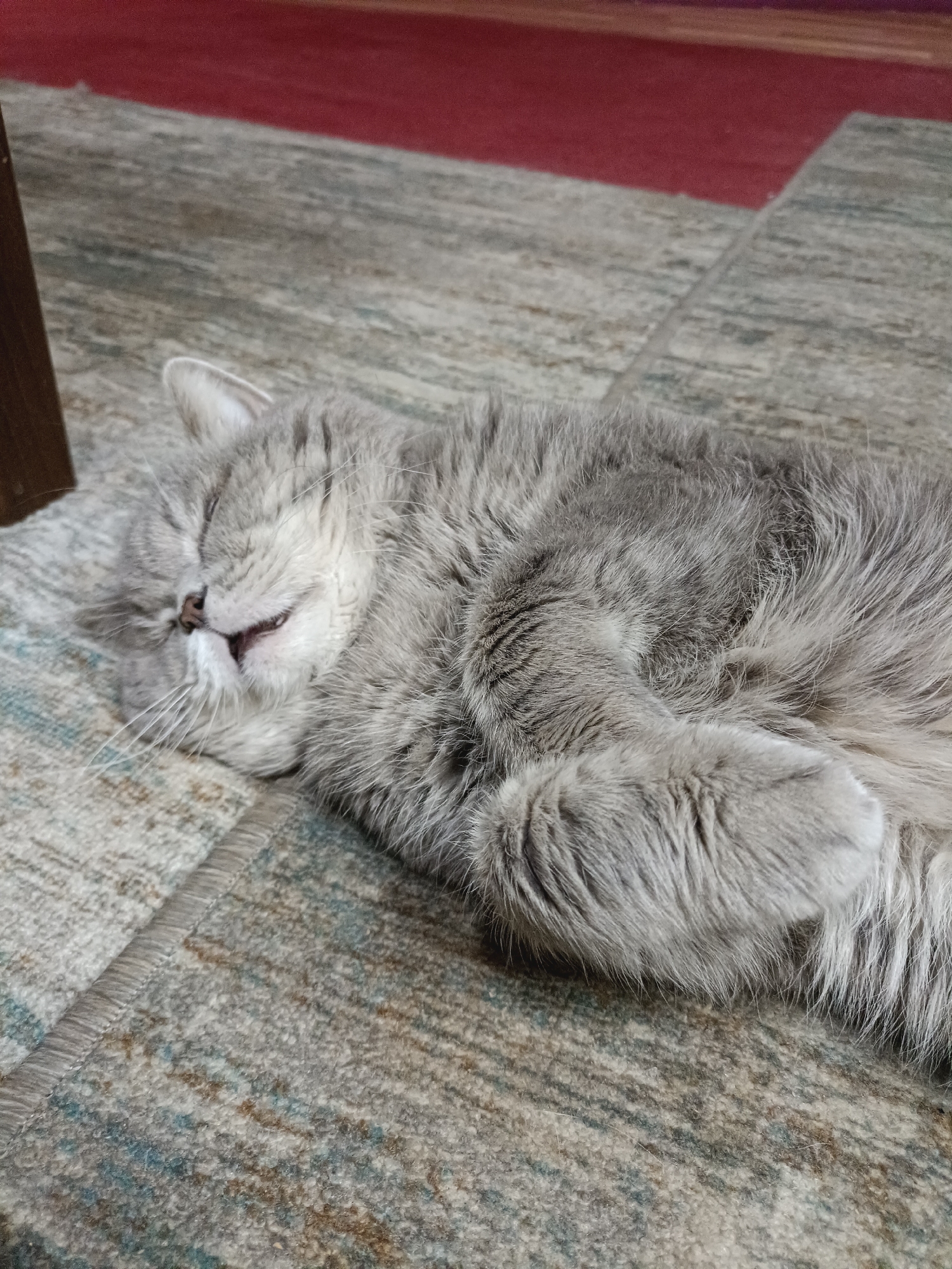 A fluffy gray cat is sleeping on a patterned rug. The cat is lying on its side, curled up with its paws tucked in. Its eyes are closed and its mouth is slightly open, revealing a pink tongue. The rug has a design of geometric shapes and appears to be made of a woven material. The background shows a red rug or carpet. The scene is indoors, likely in a home. There is no information about the city of Bataysk, Russia in the image.