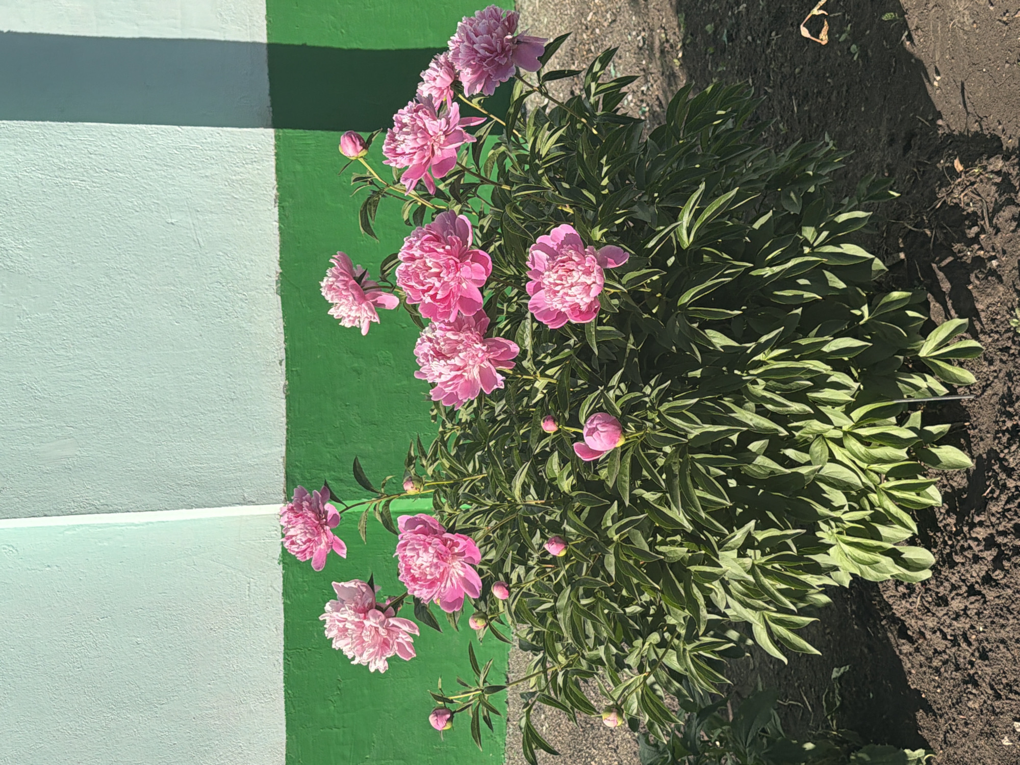 A vibrant peony bush with large, pink blossoms grows next to a wall painted in alternating stripes of light blue and green. The bush is dense with green leaves and buds, some of which are starting to bloom. It appears to be planted in a garden bed, with dark soil visible around the base of the plant. The image seems to be taken on a sunny day, with distinct shadows cast on the ground and the wall.