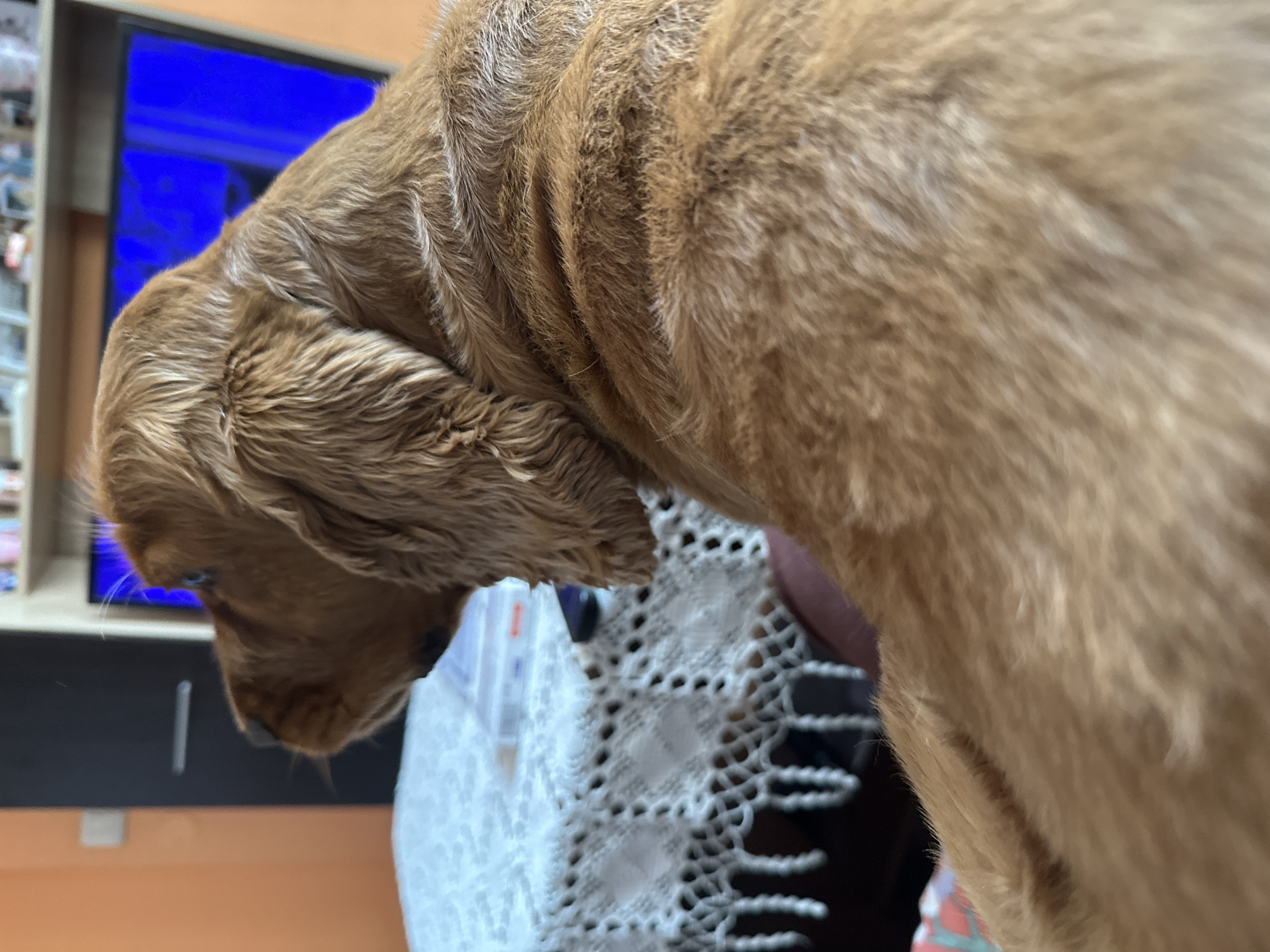 The image shows a close-up view of a golden Cocker Spaniel. The dog is looking downwards, with its head angled towards the left. The texture of its fur is visible. In the background, there is a television screen displaying a blue image, and a bookshelf with various items. There is also a white, lacy table covering visible. The environment suggests an indoor setting. The image was taken in Sofia, Bulgaria, but it does not suggest the location.