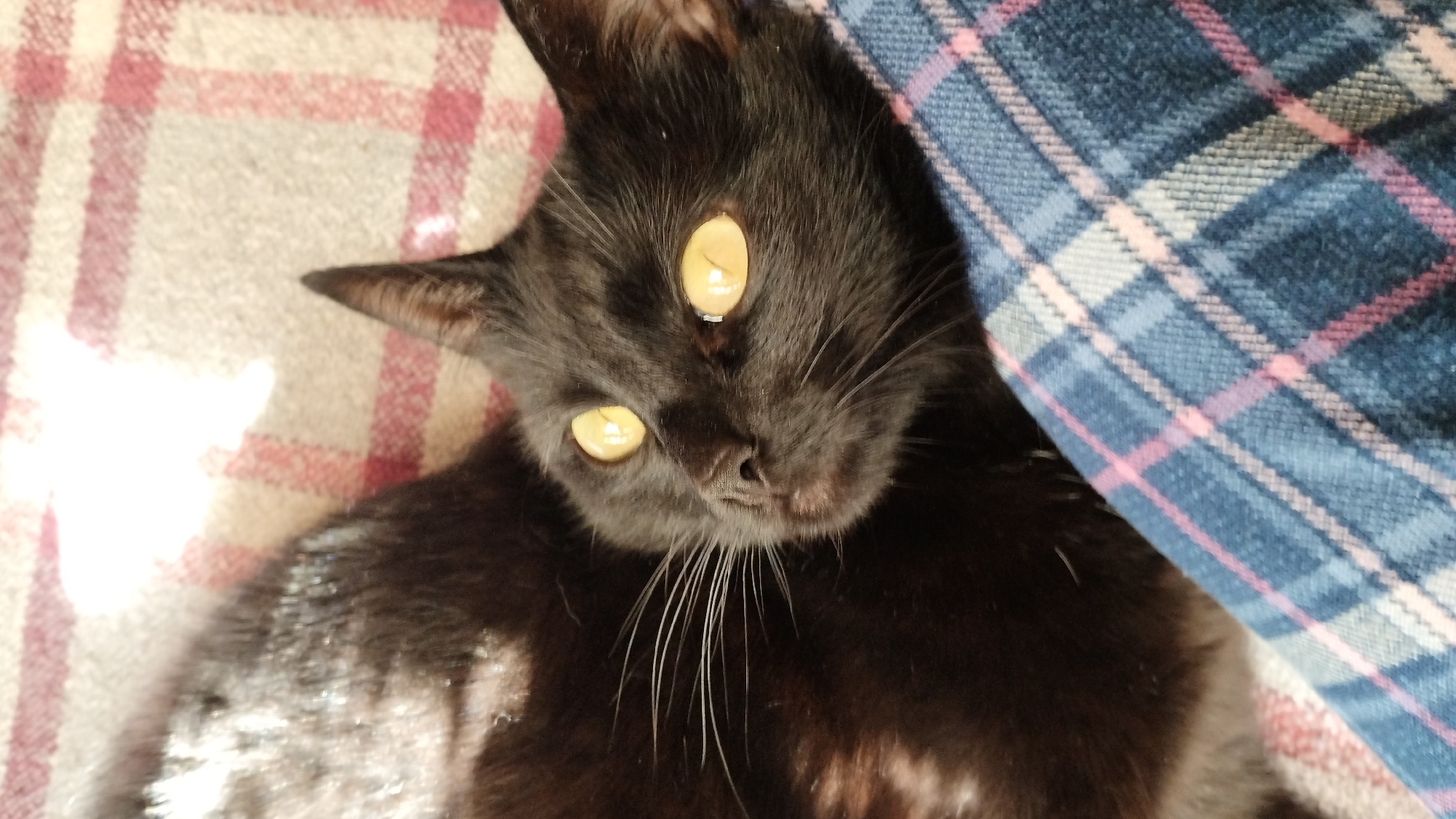 This is a close-up, overhead shot of a black cat. The cat is lying down, with its head tilted to the side, looking upwards towards the camera. Its fur is dark and appears soft. The cat has striking bright yellow eyes that are wide open, and prominent white whiskers.
The cat is resting on a surface with a plaid pattern. To the left of the cat, the plaid is composed of white and pinkish-red stripes on a beige background. To the right, the plaid is a darker blue with lighter blue and pinkish-red stripes. The fabric appears to be soft, possibly a blanket or upholstery.
The lighting in the image suggests it might be daytime, with a bright light source coming from the left, casting a strong reflection on the cat's fur. The overall mood is calm and intimate, capturing the cat in a relaxed state. There is no visible text in the image. The specific location and time of day are unknown.