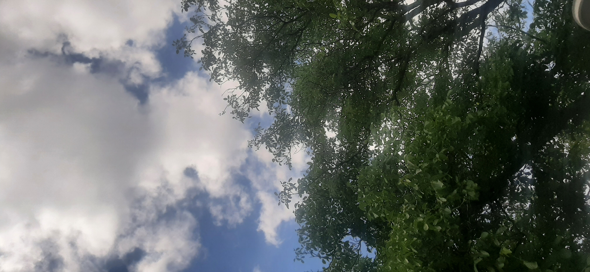 This is a vertical, low-angle shot of the sky and trees, likely taken outdoors. The sky is a bright blue with scattered white and grey clouds. The clouds are fluffy and appear to be moving. The top half of the image is dominated by the sky, while the bottom half is filled with the dense green foliage of trees. The leaves are lush and appear healthy. The branches of the trees are visible, creating a textured canopy. The lighting suggests it is daytime, possibly a sunny or partly cloudy day. The image appears to be taken from ground level, looking upwards. There are no people or specific structures visible in this frame that would indicate a precise location within Yessentukskaya, Russia. The scene is natural and tranquil, focusing on the interplay of light, sky, and vegetation.